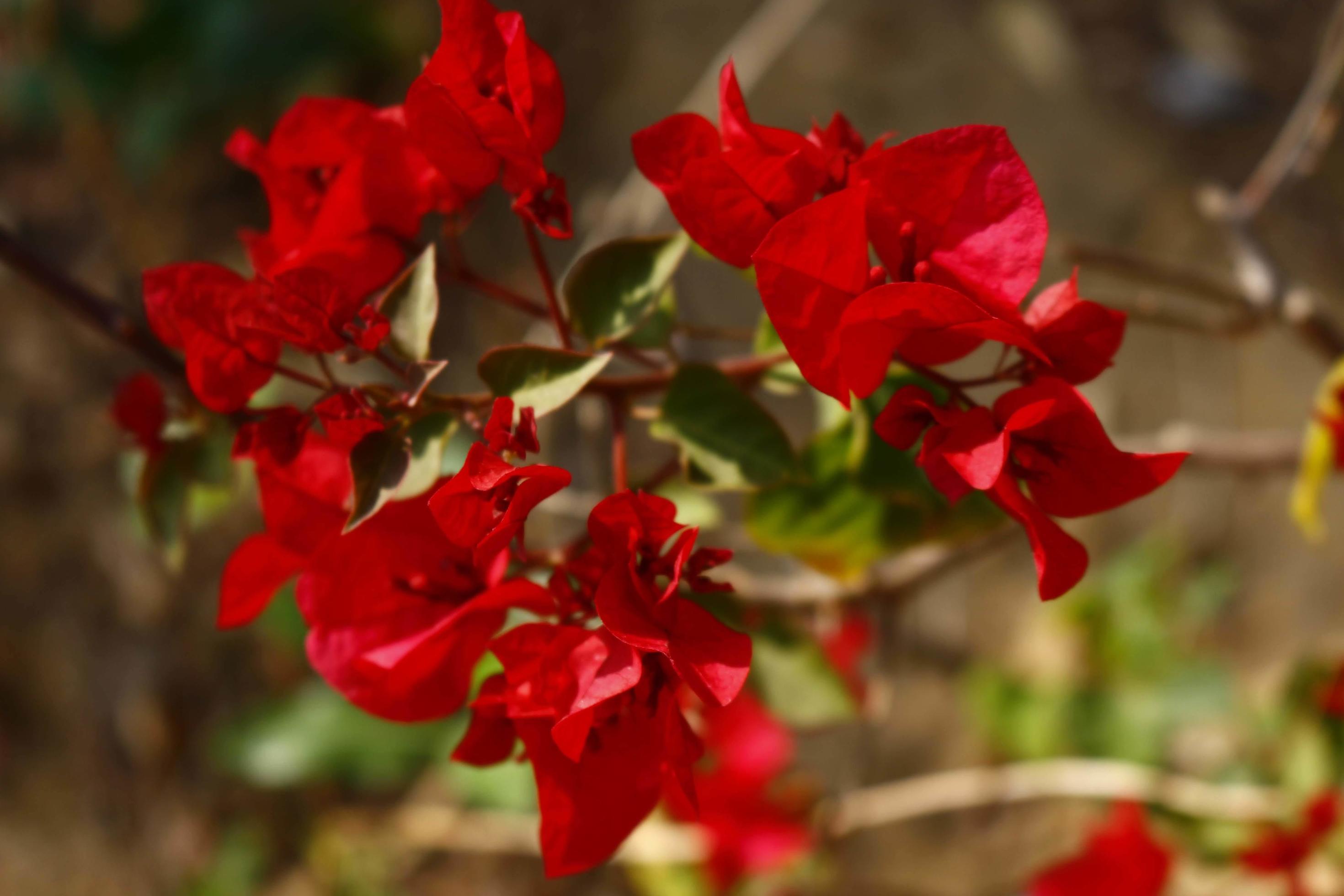 Bright Colored Flowering Plants in Outdoor Garden In Karachi Pakistan 2022 Stock Free