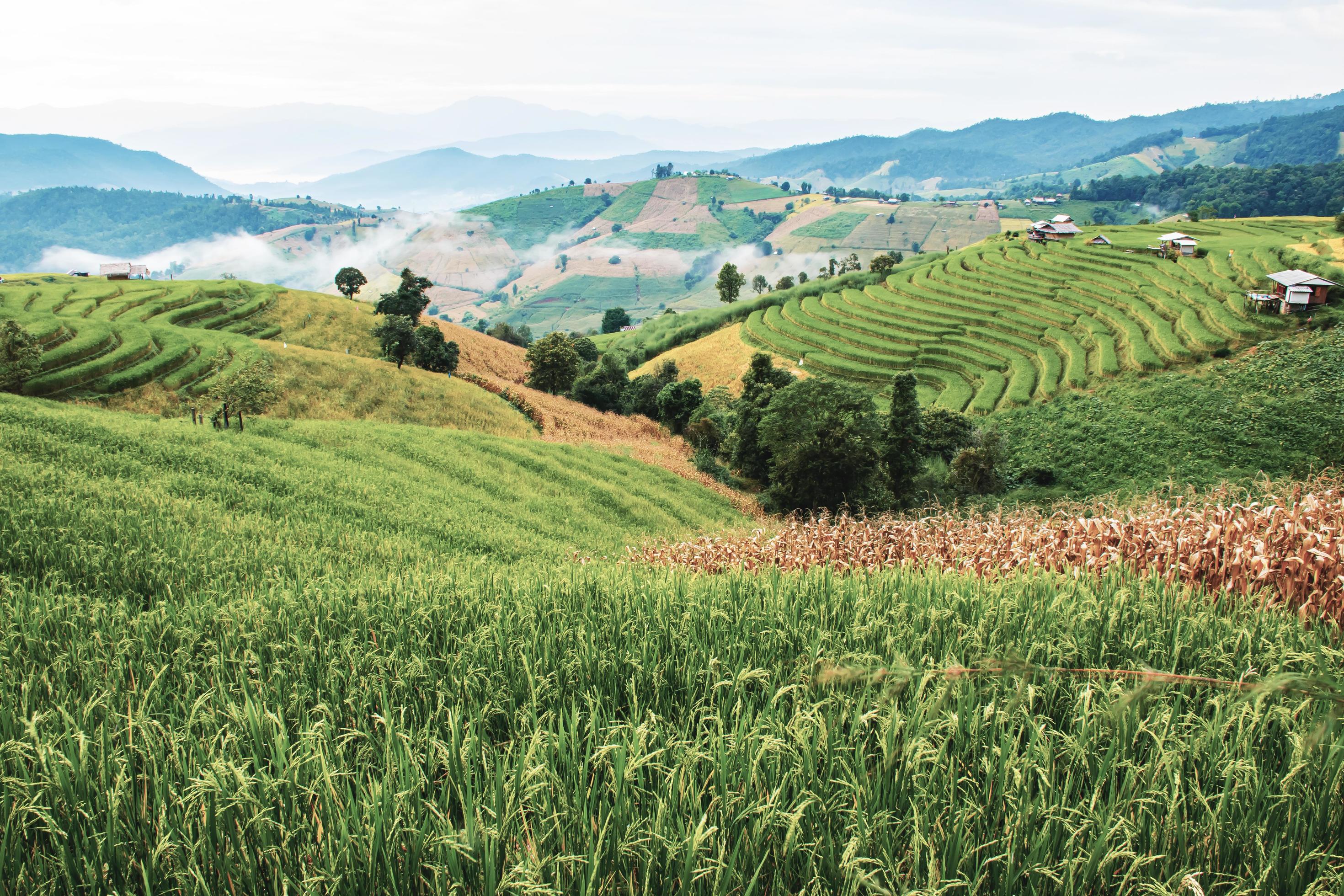 landscape of Rice terrace at Ban pa bong piang in Chiang mai Thailand Stock Free