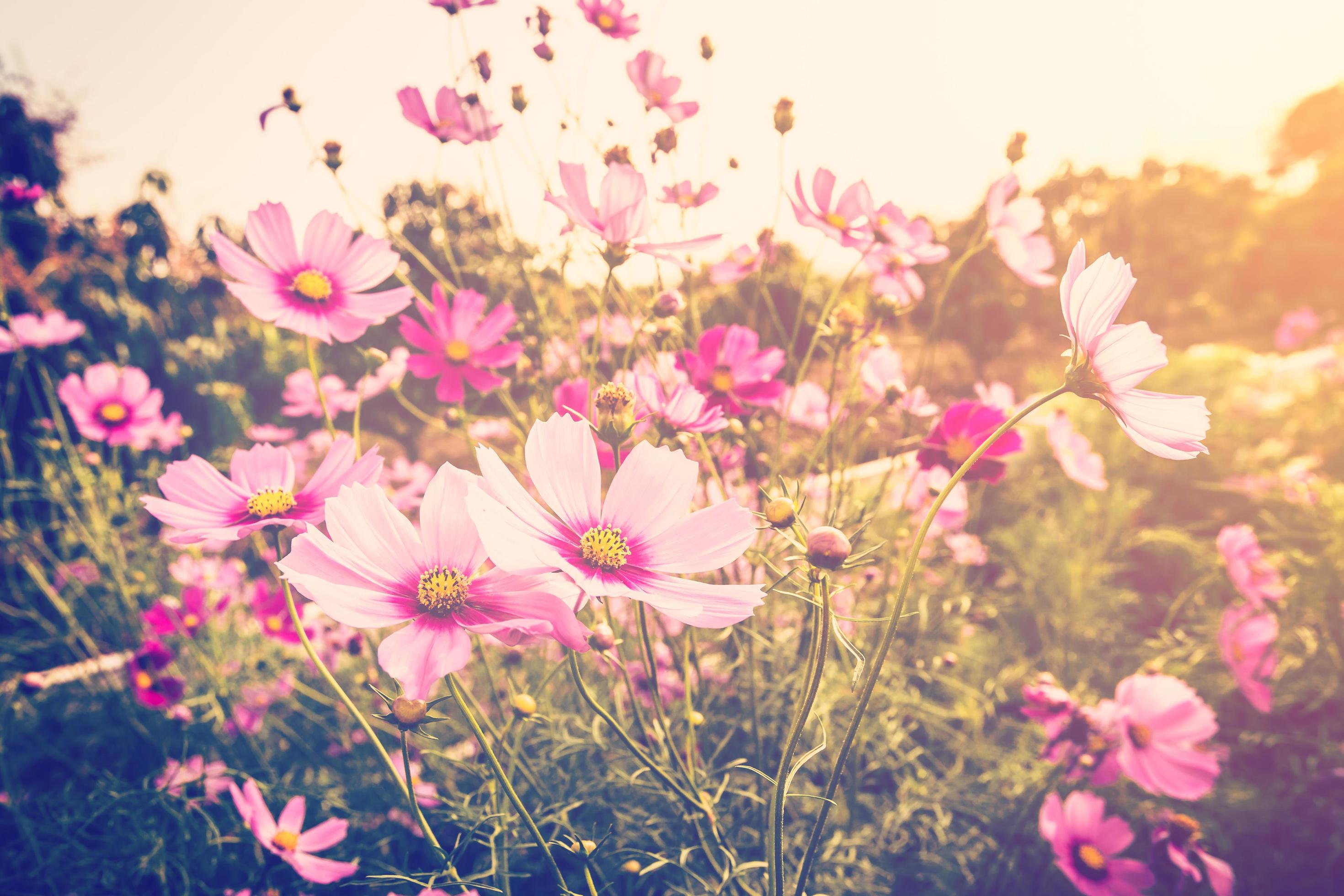 cosmos flower and sunlight with vintage tone. Stock Free