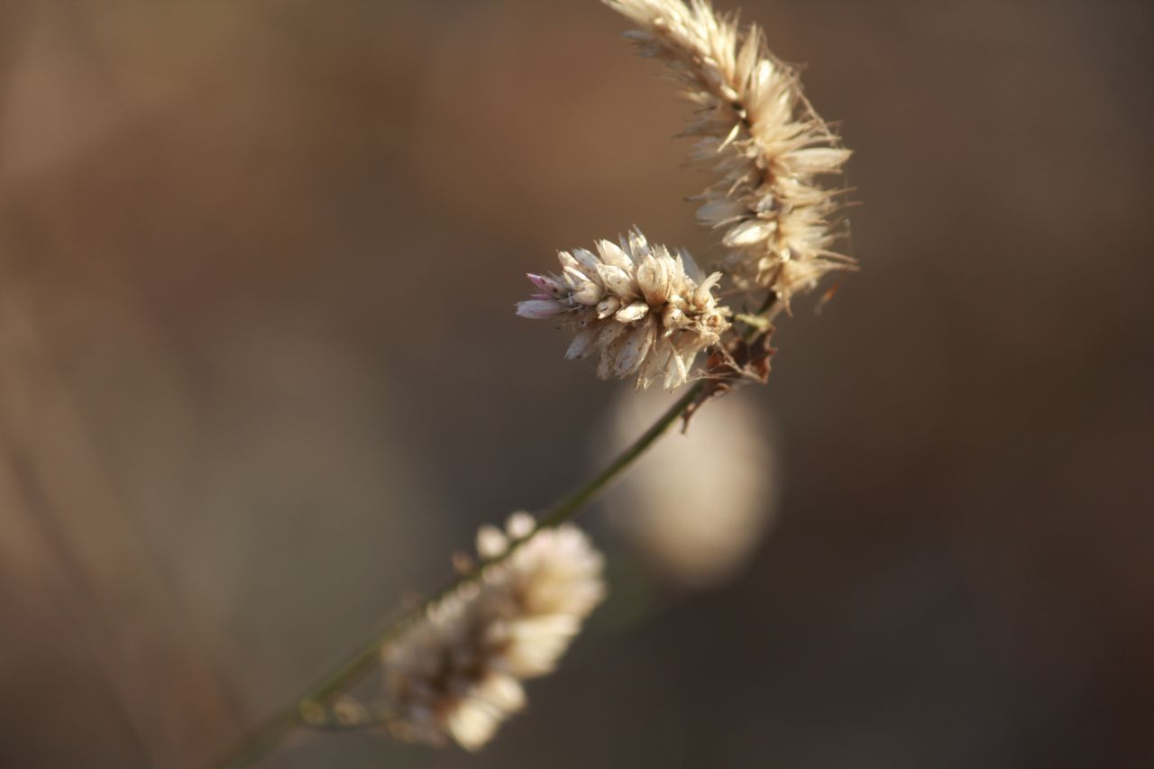 Shrub Bush Closeup Plants Stock Free