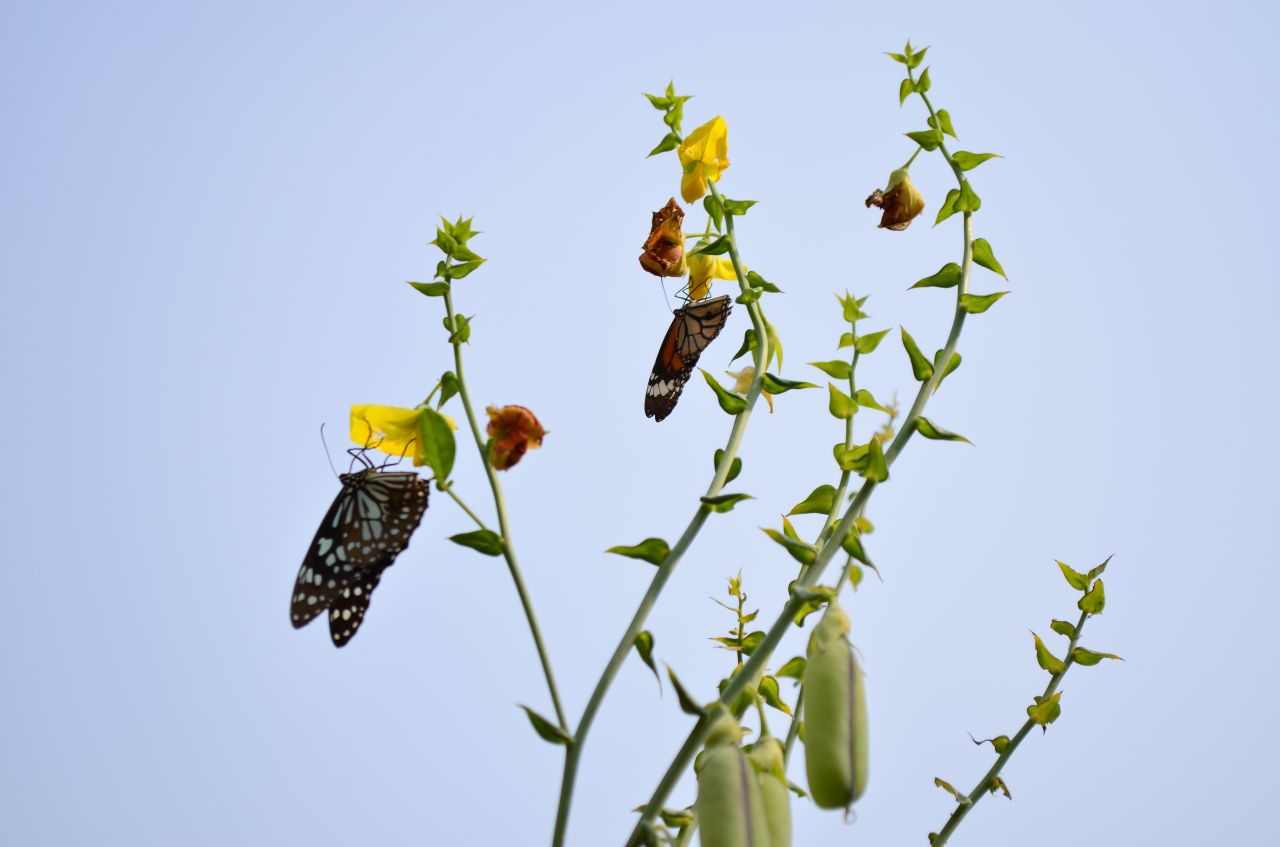 Tiger Butterflies Stock Free