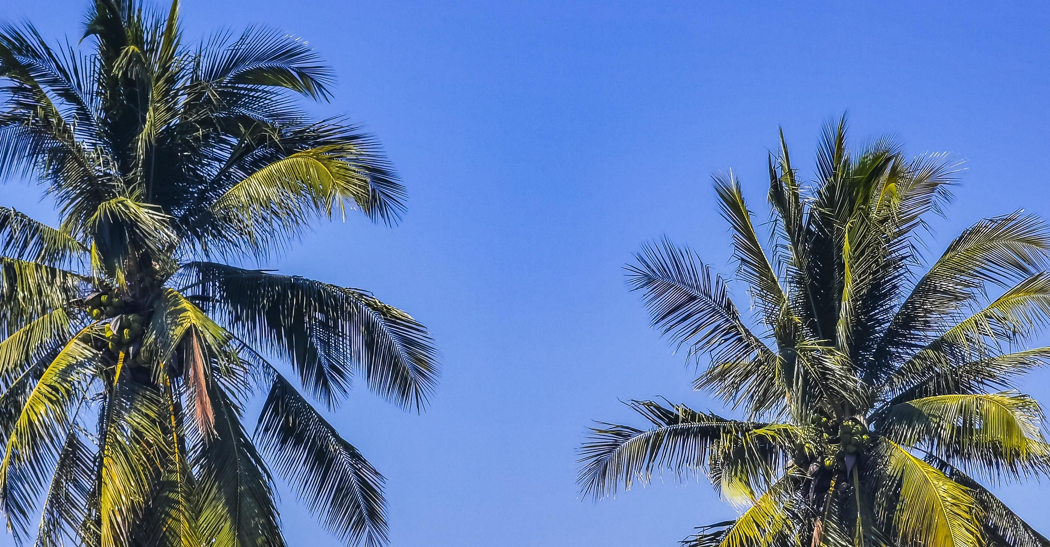 Tropical natural palm tree coconuts blue sky in Mexico. Stock Free