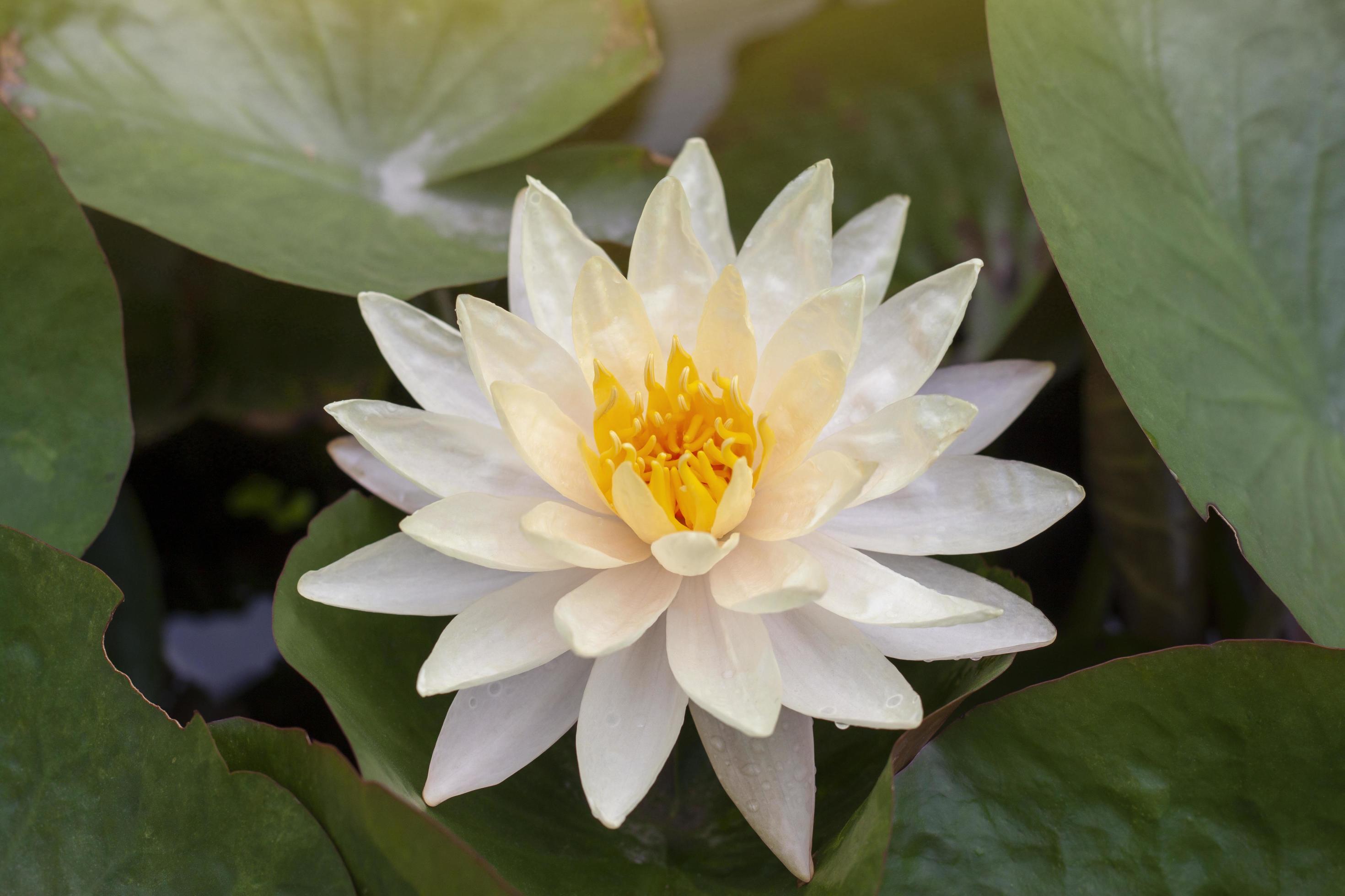 Beautiful yellow lotus or water lily flower bloom in pond with sunlight. Stock Free