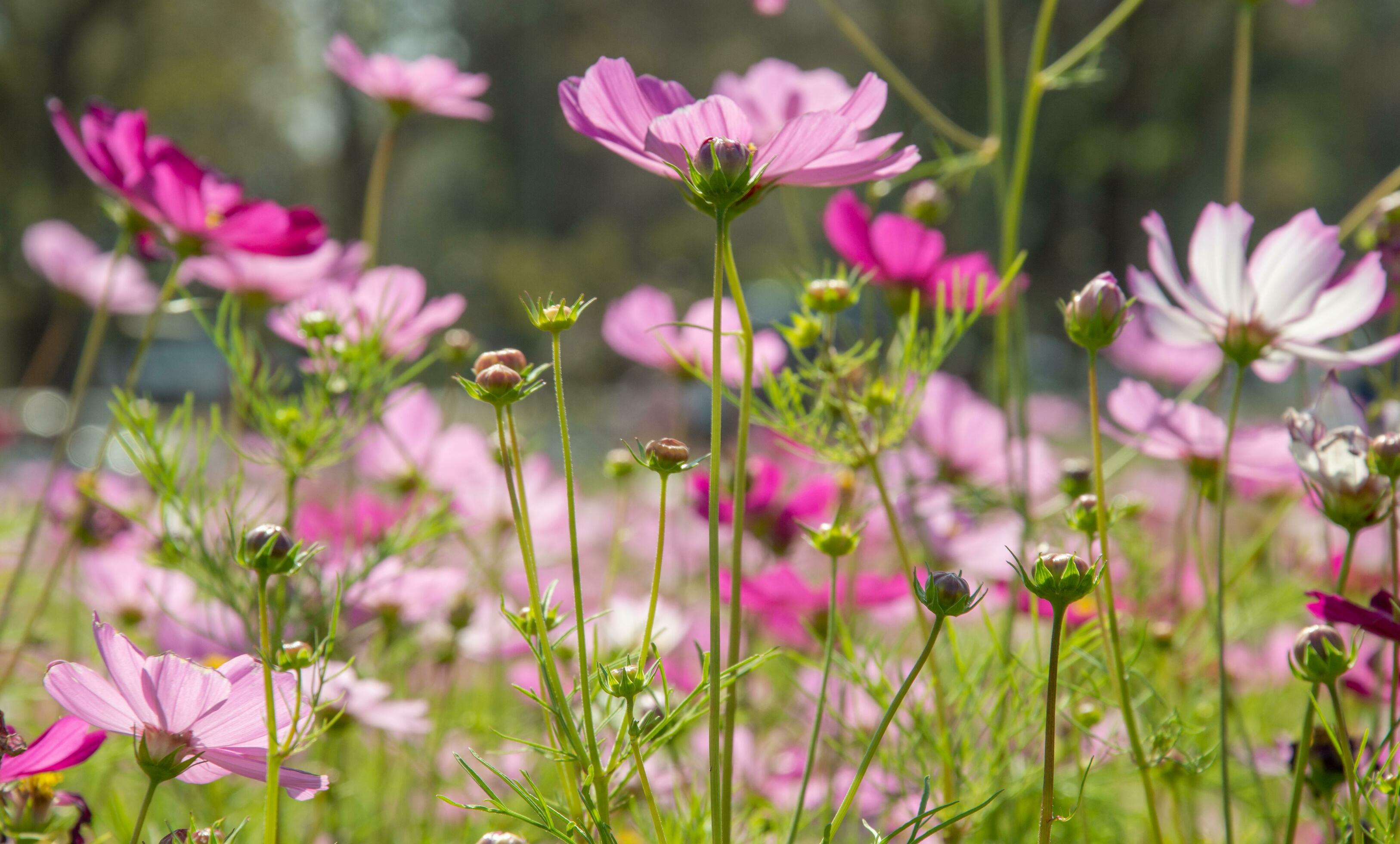 Sweet pink cosmos flowers Blooming outdoors, afternoon, sunny, in the botanical garden. copy space Stock Free