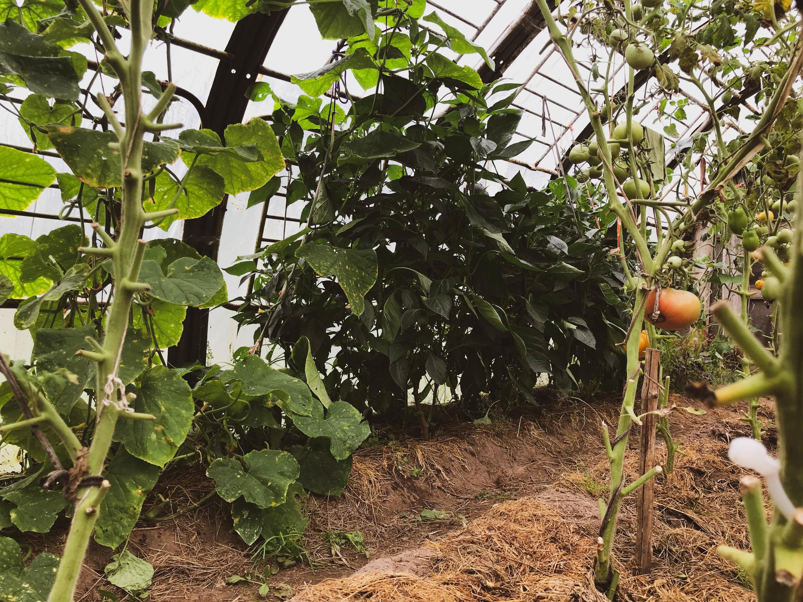 bed in a greenhouse. land and planting of plants, cucumbers, tomatoes and peppers. farming, planting vegetables, natural products. organic vegetables Stock Free