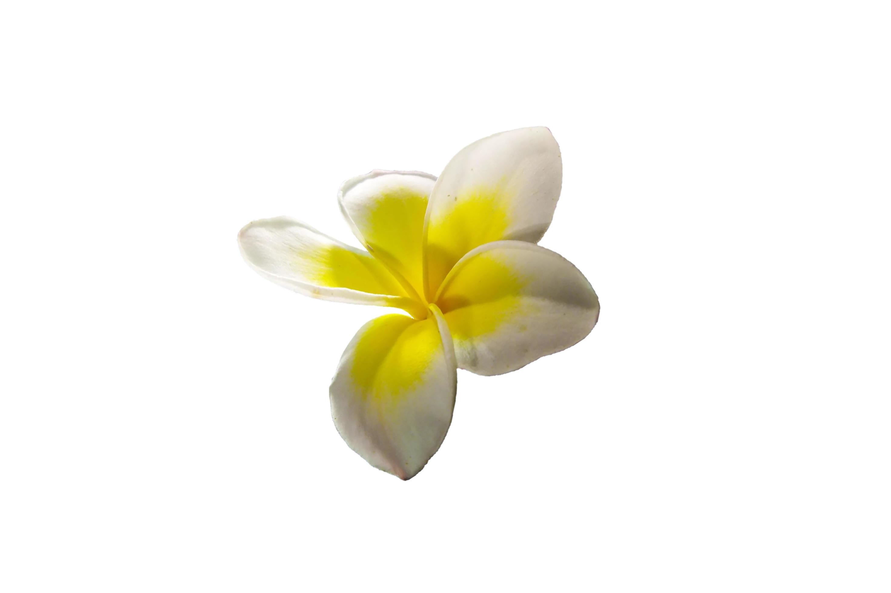 beautiful flower on a white background Stock Free