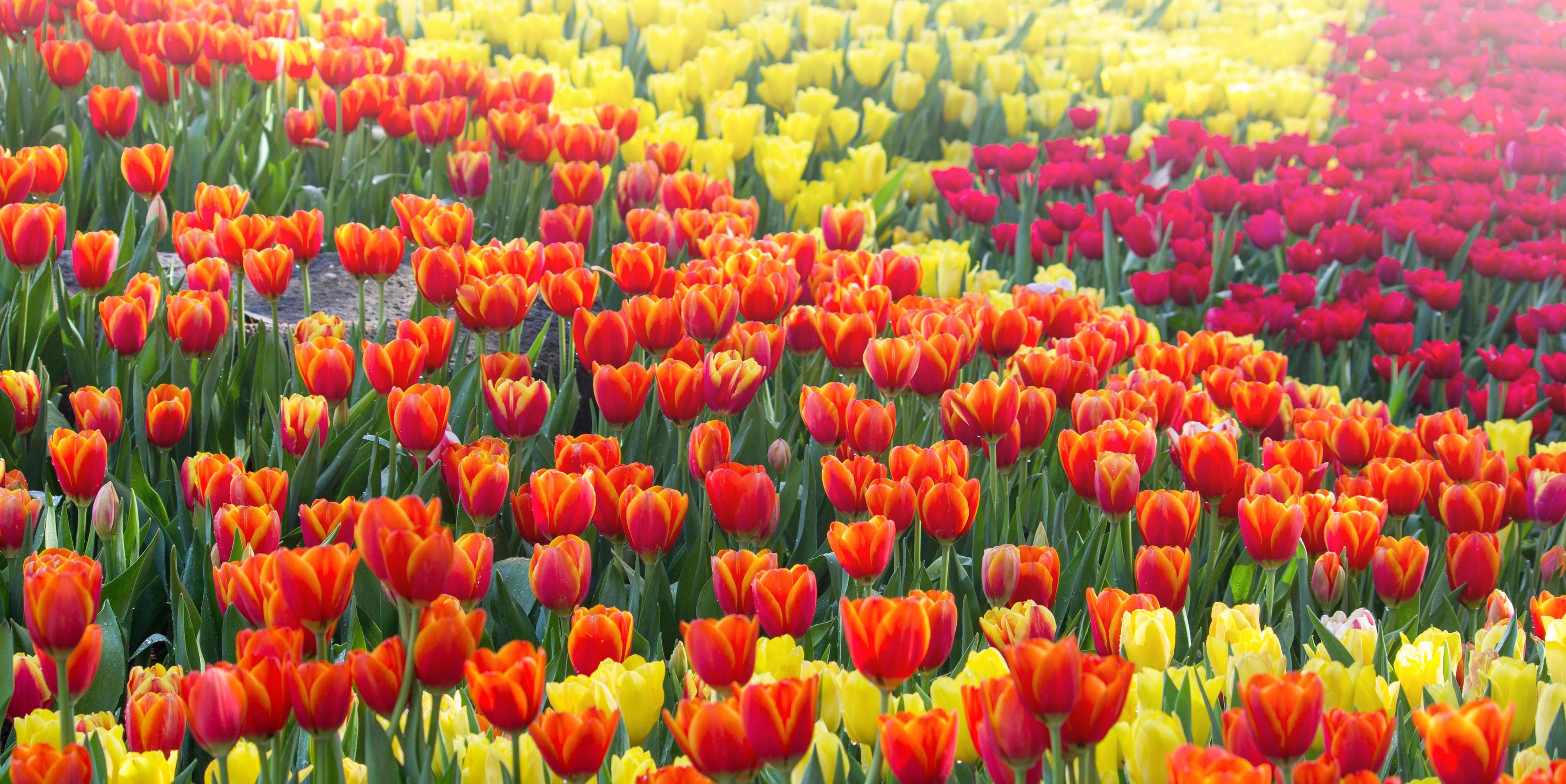 Colorful tulip flower fields blooming in the garden Stock Free