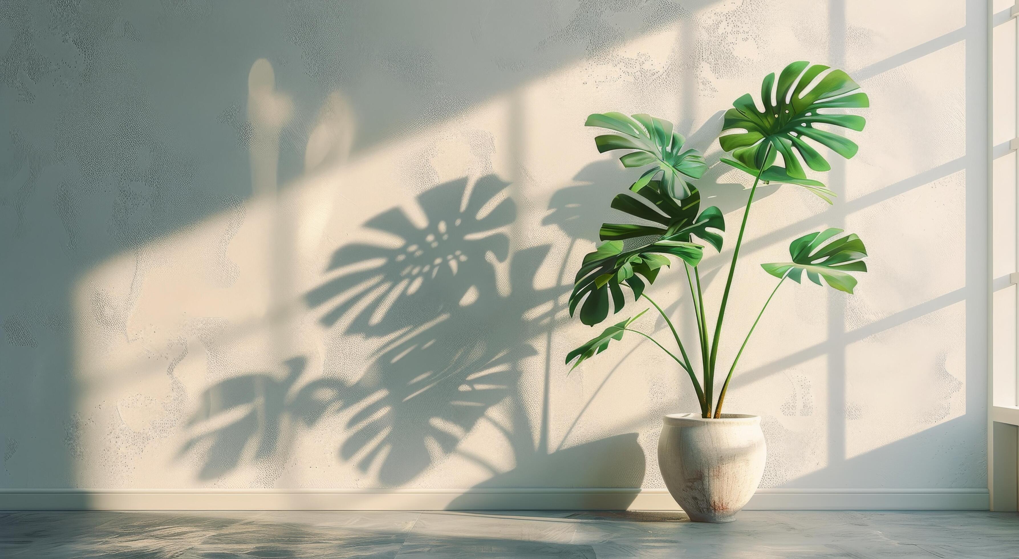 Monstera Plant Casting Shadows on a White Wall in a Sunny Room Stock Free