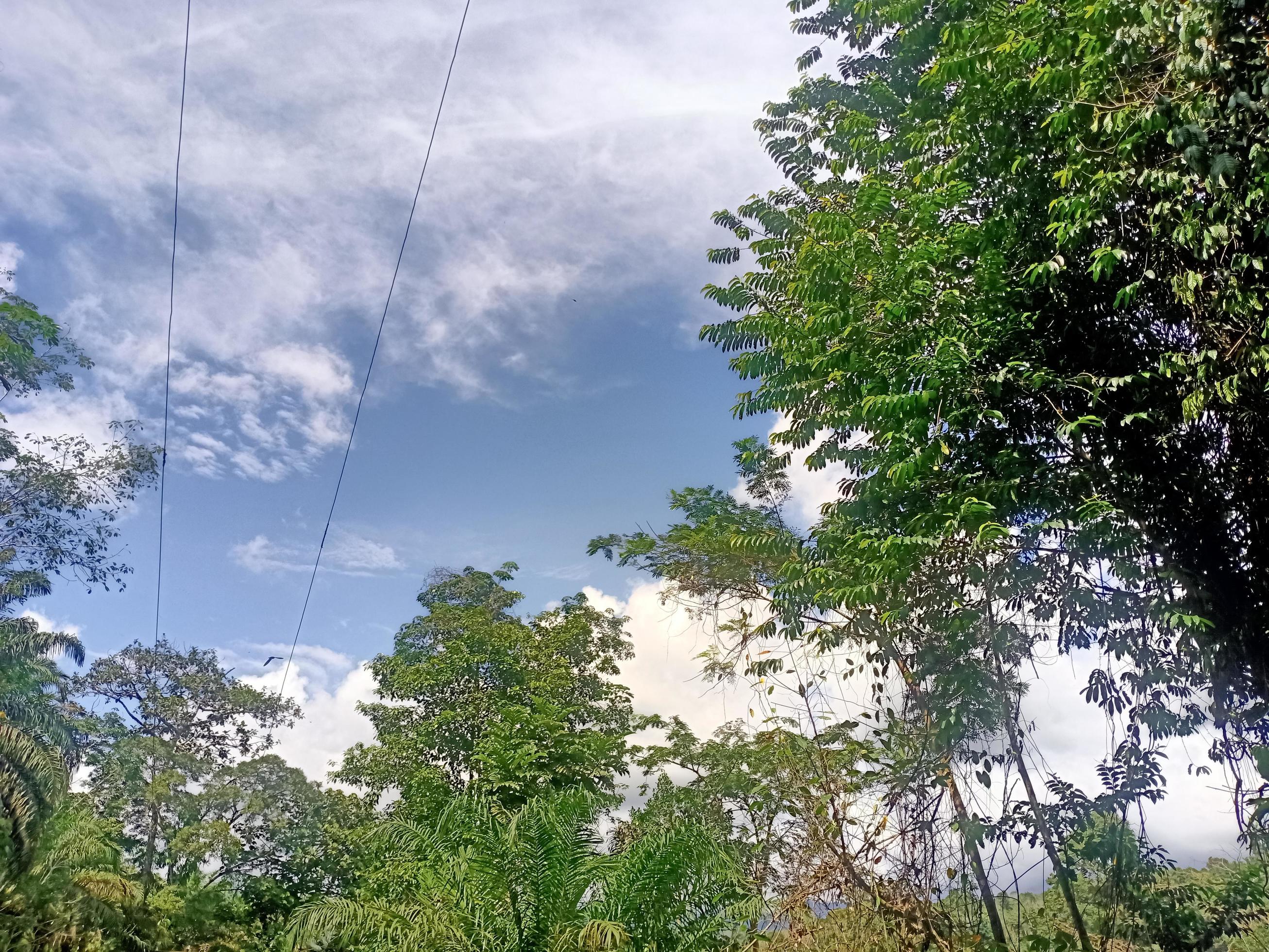 beautiful view clear blue sky and lots of natural green trees Stock Free