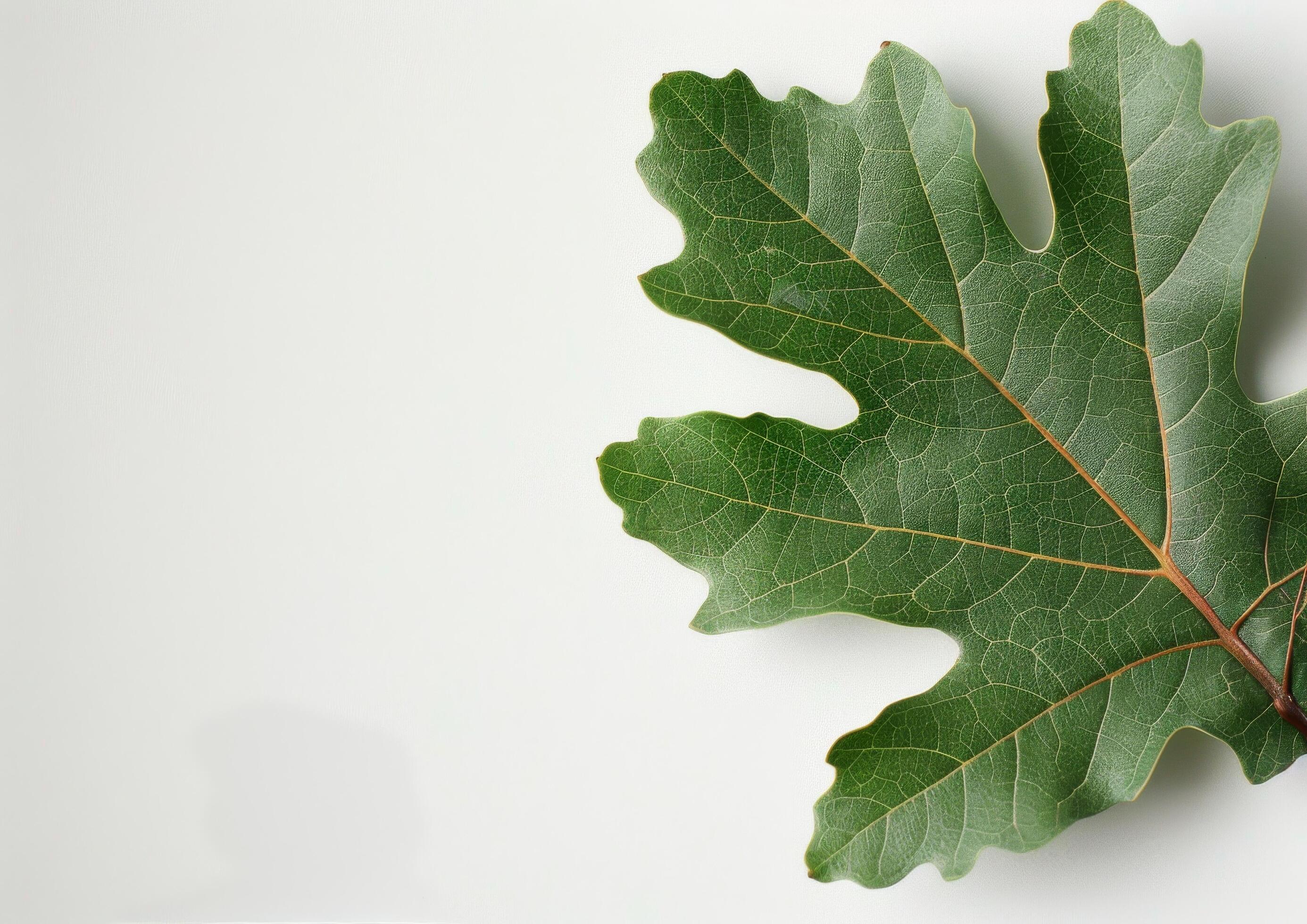 Green Leaf on White Background Stock Free