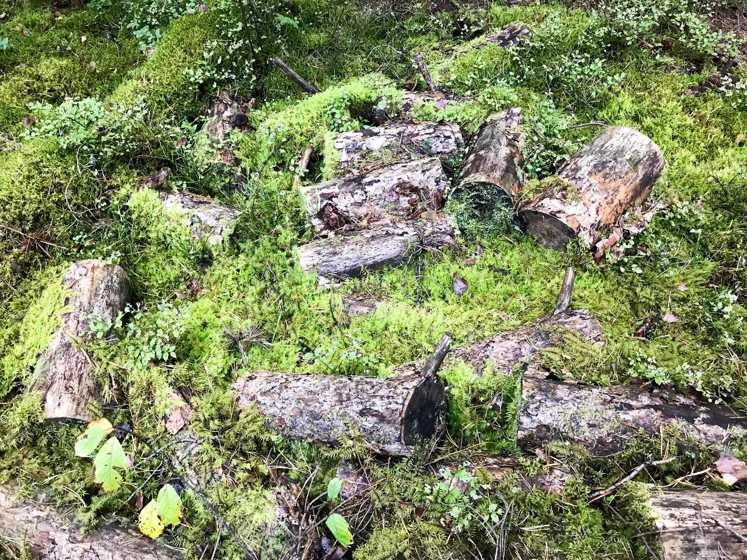 Texture of sticks and branches, logs of roots covered with natural green moss and grass with leaves in the forest Stock Free