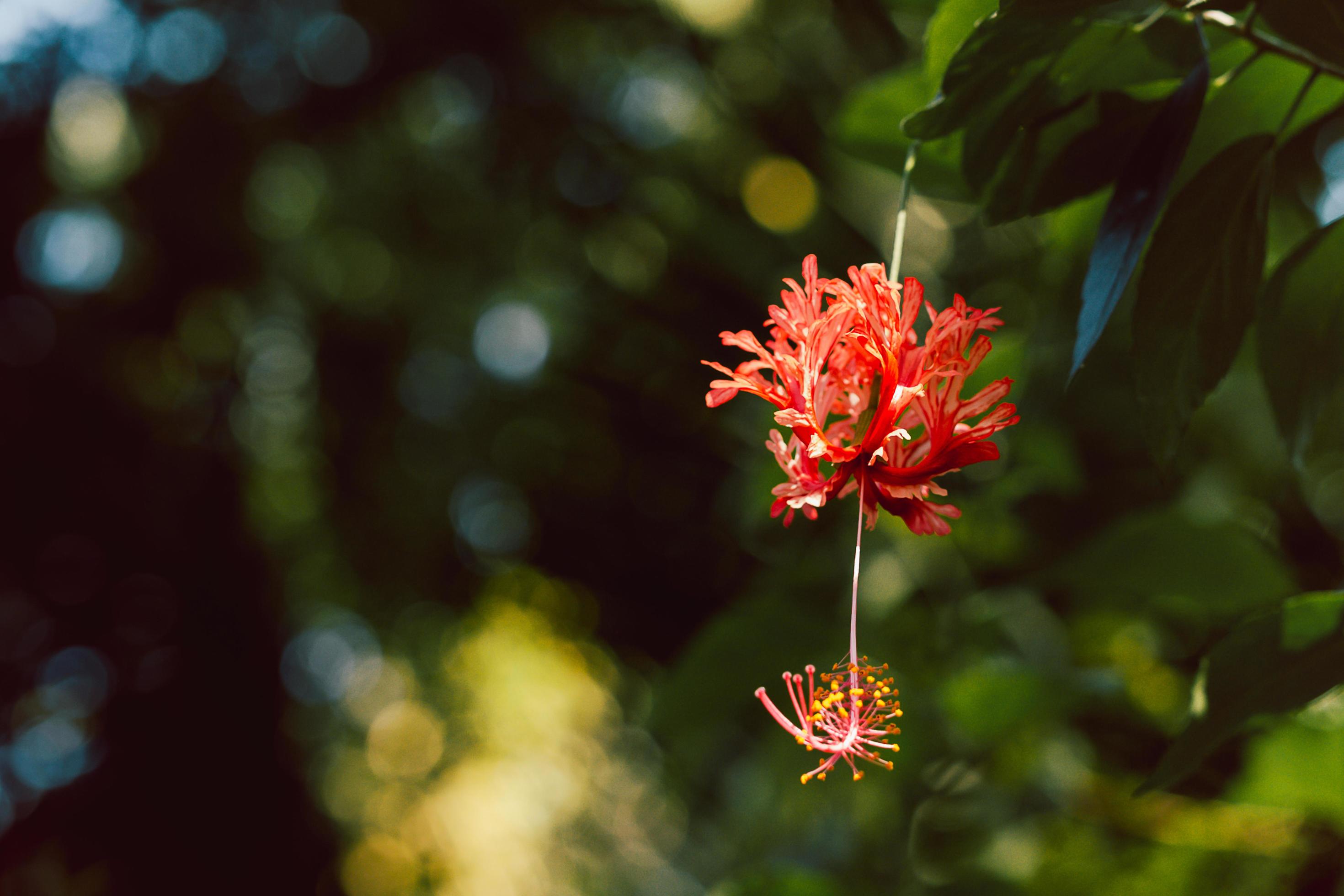 Fringed hibiscus schizopetalus flower blooming in the garden. Stock Free