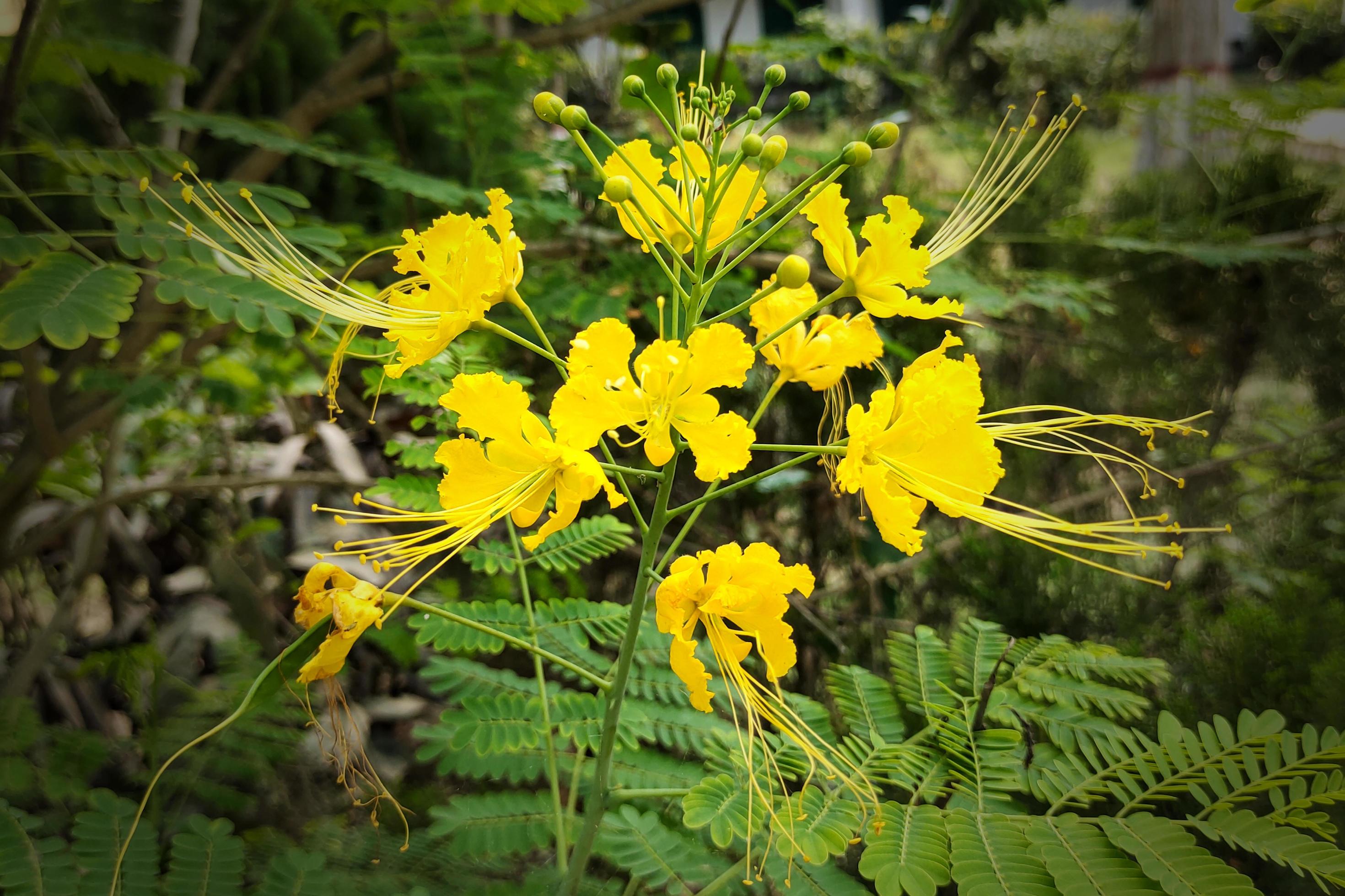 Yellow Peacock Flower in Full Bloom View Stock Free