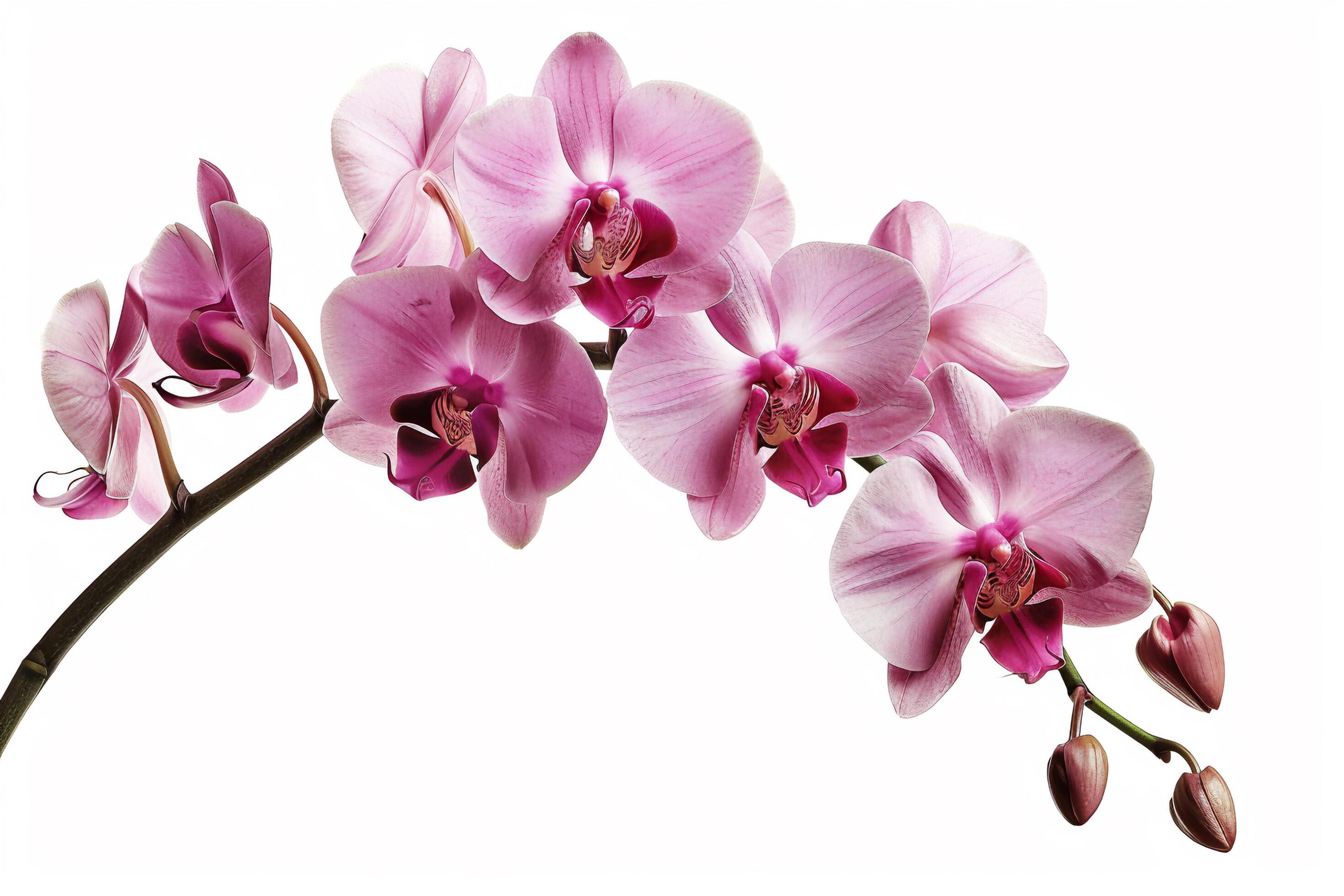 Pink Orchid Flowers on White Background. Stock Free