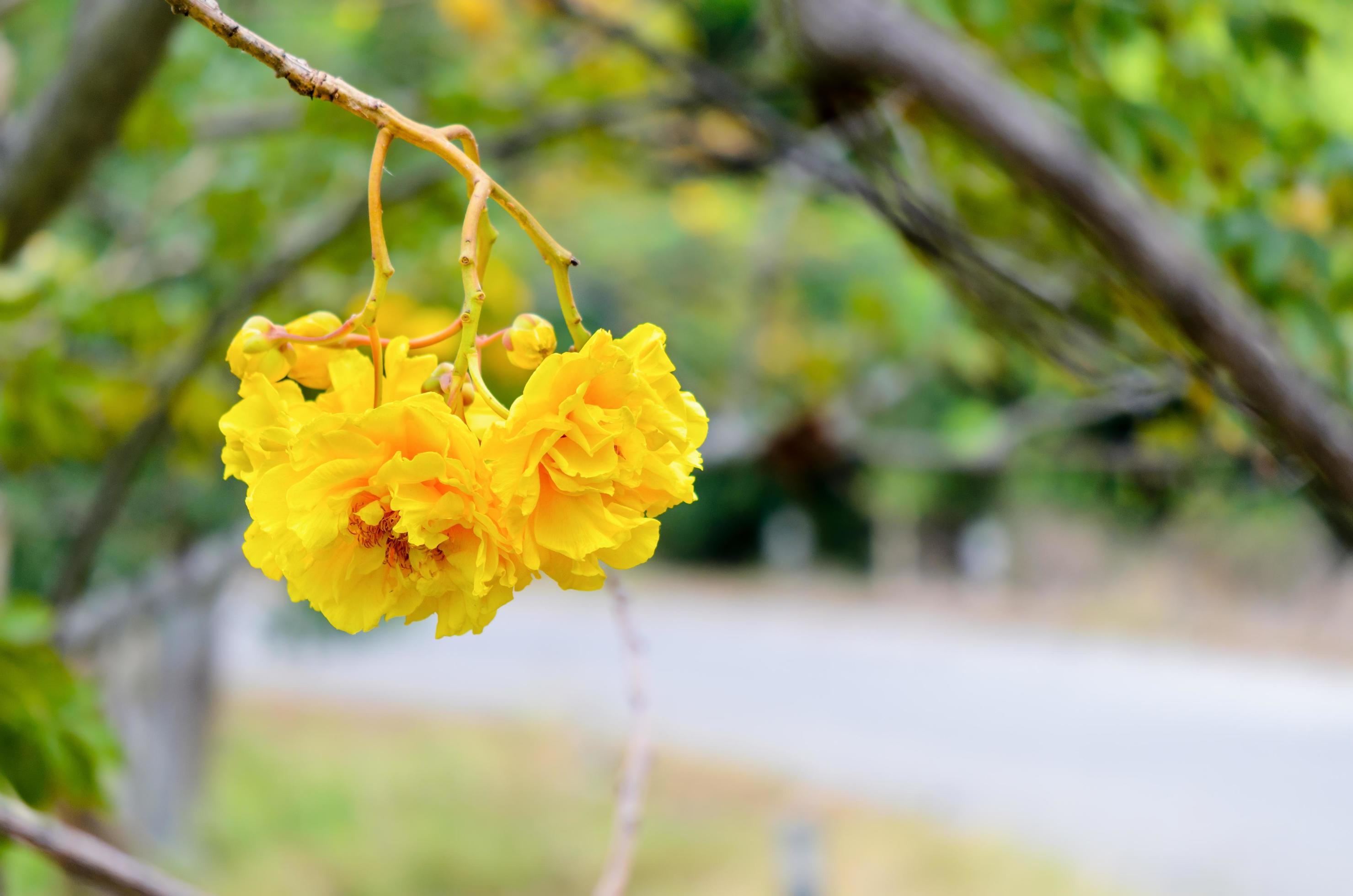 Yellow flowers of Cochlospermum Regium Stock Free