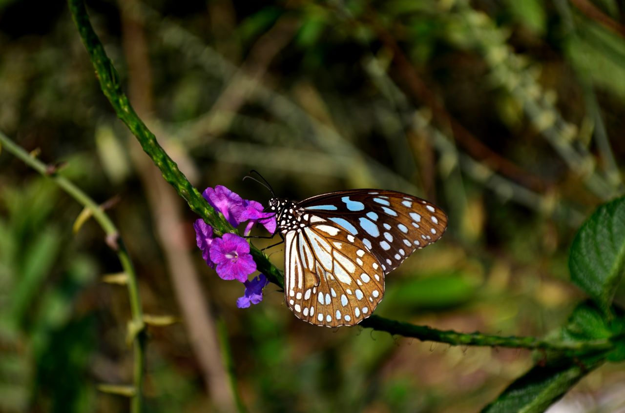 Blue Tiger Butterfly On Flower Stock Free