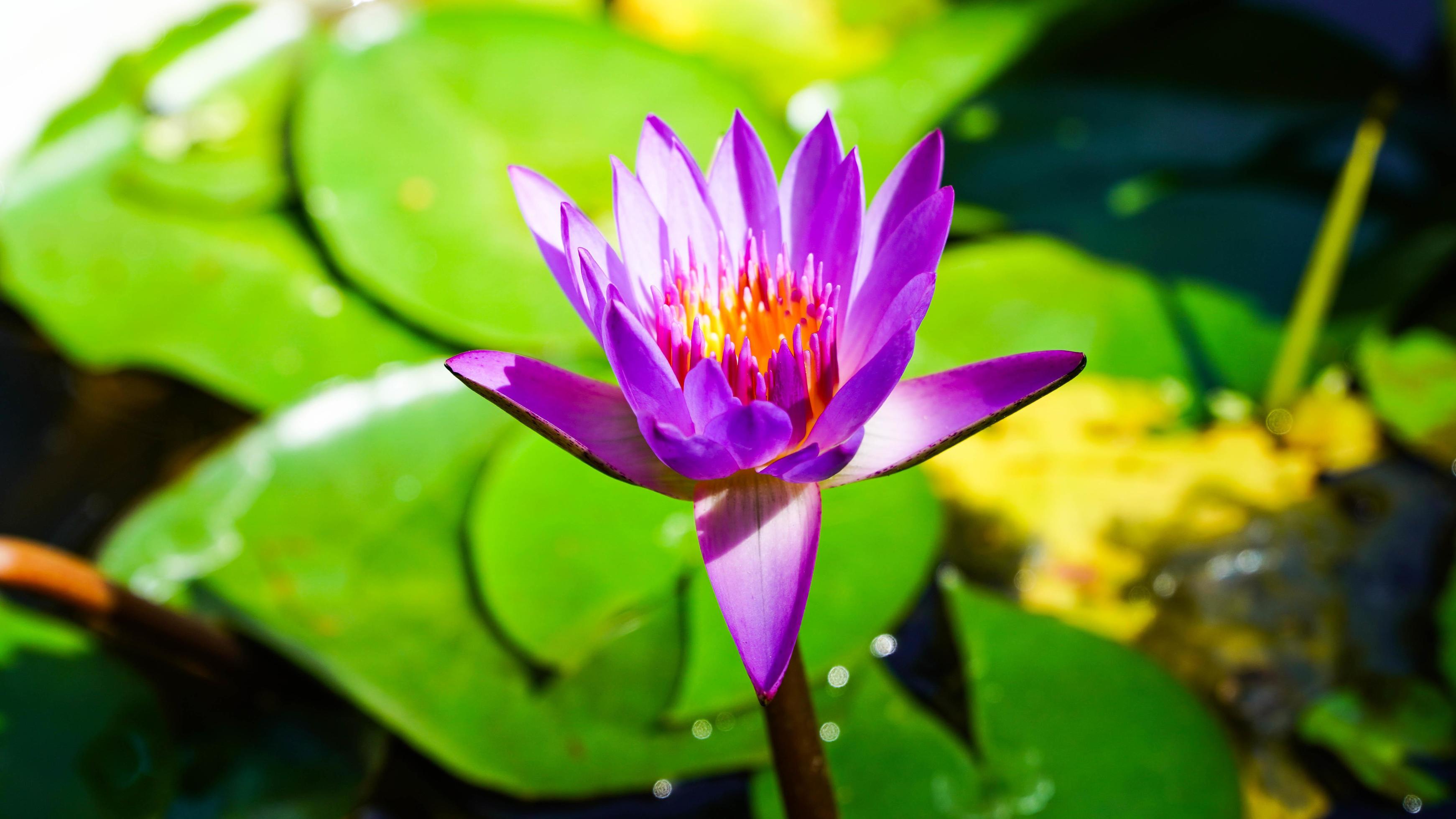 Purple lotus flower on a bright day Stock Free