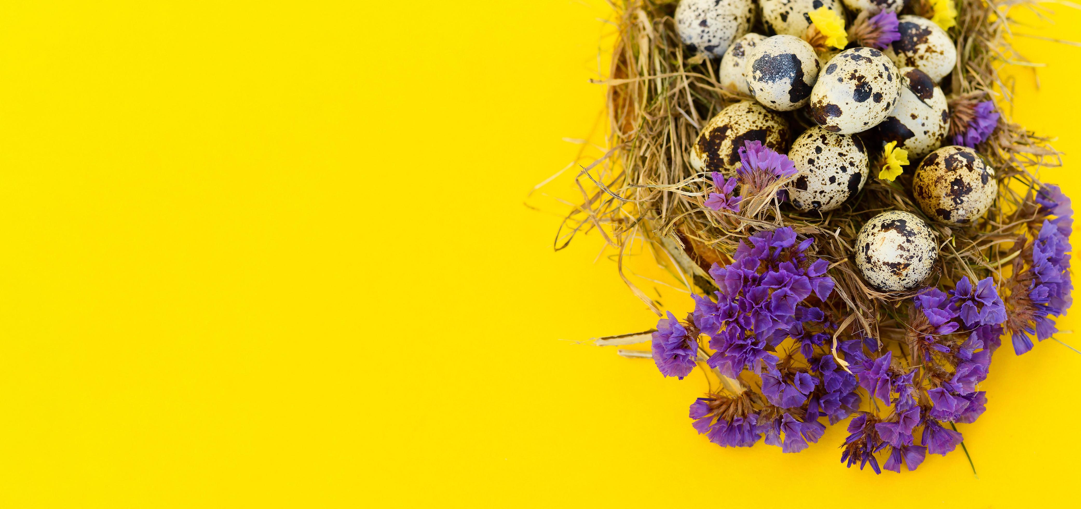 Banner spring Easter greeting card with quail eggs whith flowers in a nest on a yellow background. Healthy food. Stock Free