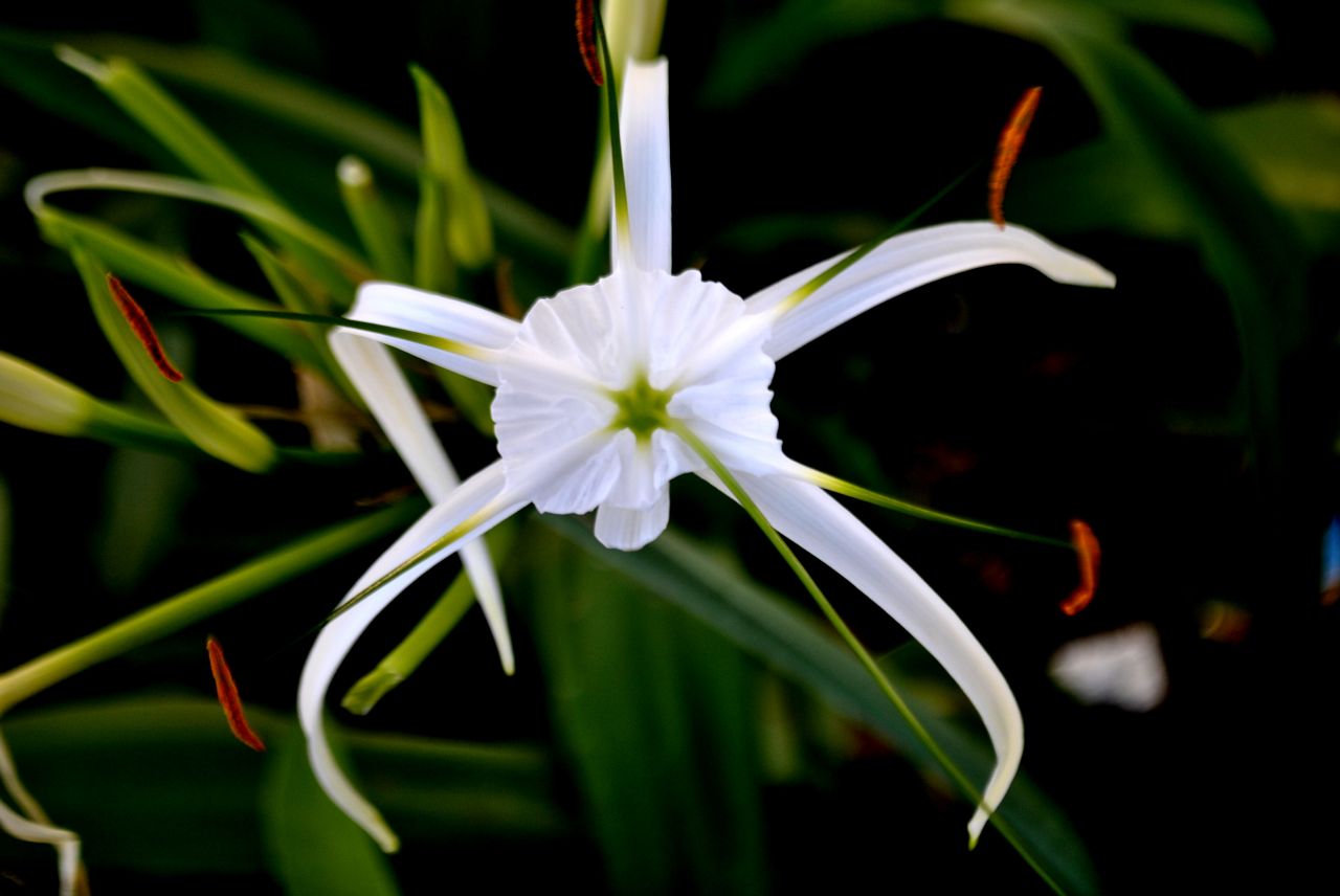 Lily Flower Stock Free