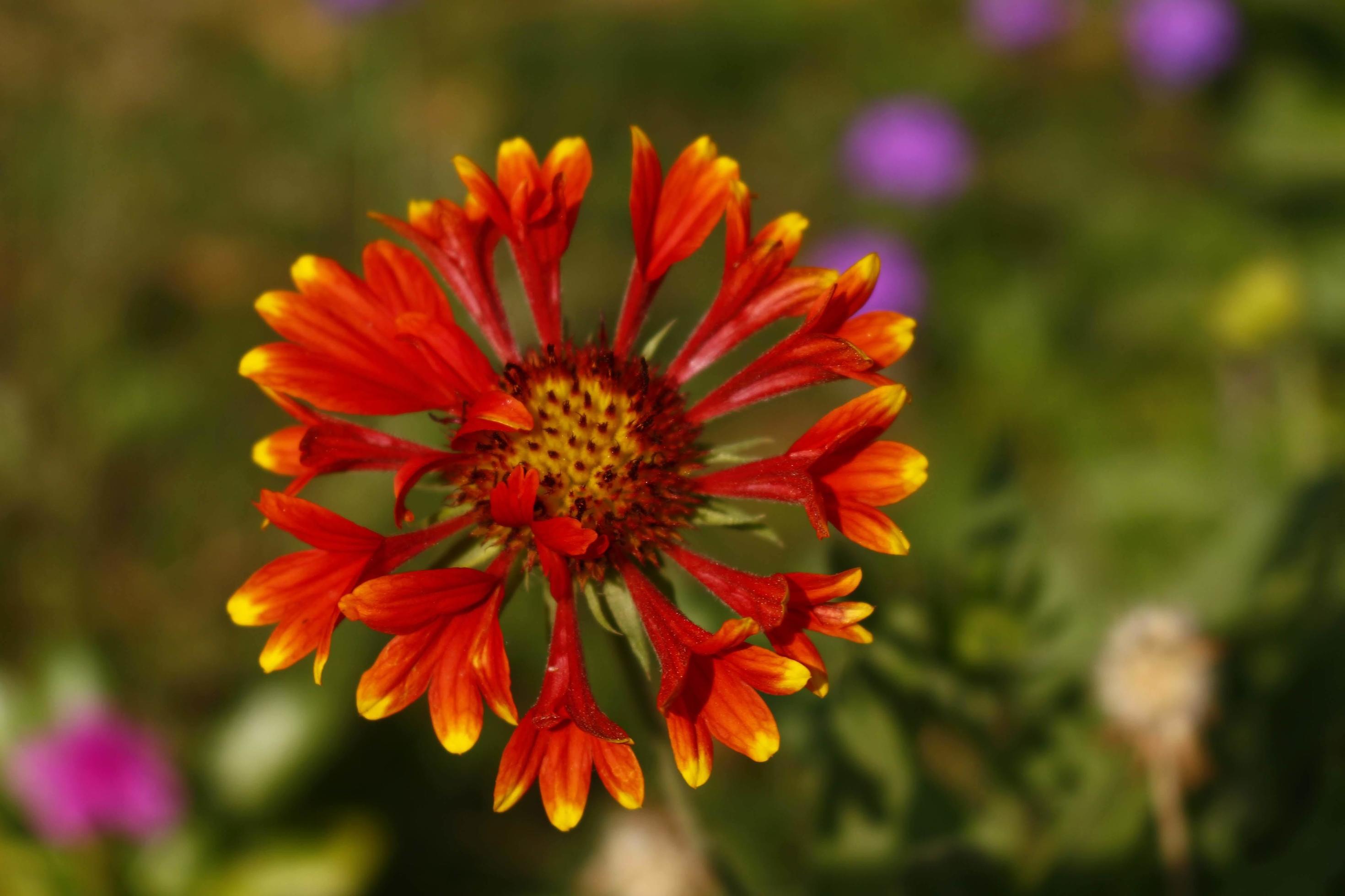 Bright Colored Flowering Plants in Outdoor Garden In Karachi Pakistan 2022 Stock Free