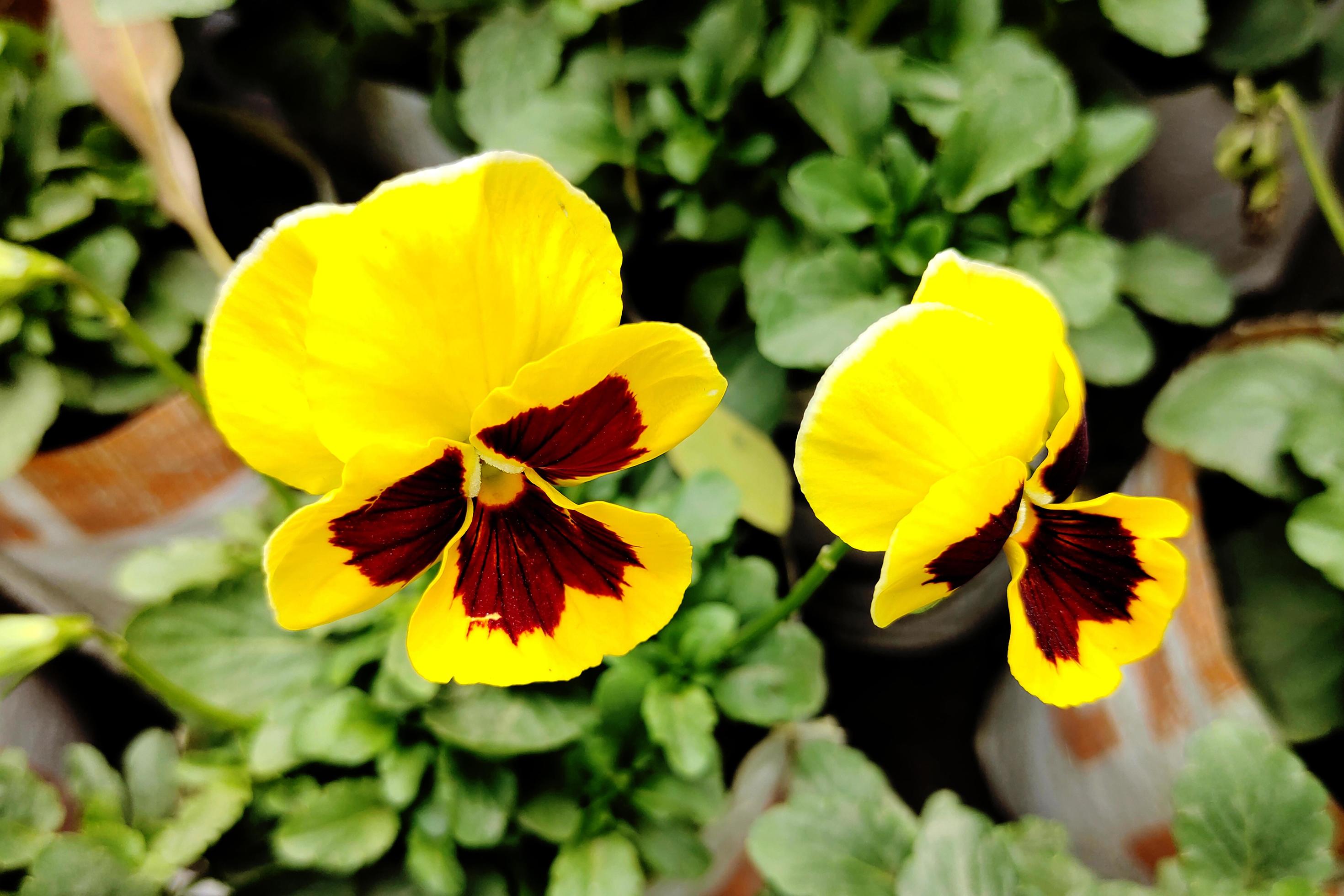 Pansy Beautiful Garden Flower Photo Stock Free