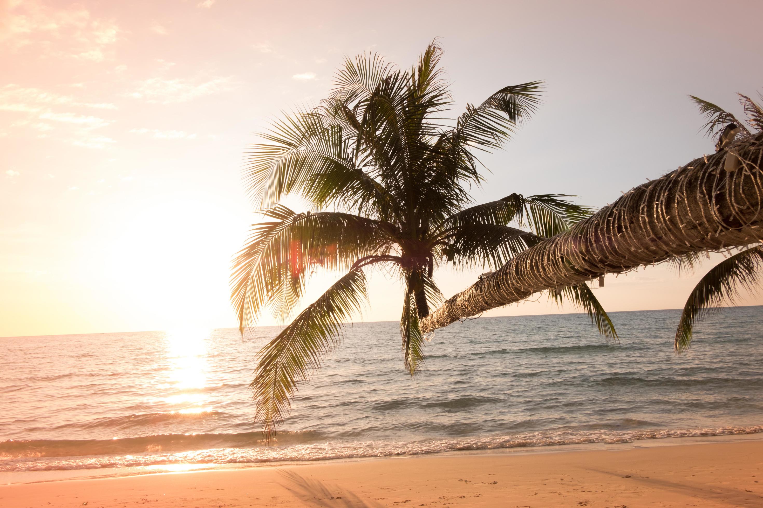 Beautiful sunset tropical beach with palm tree and blue sky for travel in holiday relax time, photo style vintage Stock Free