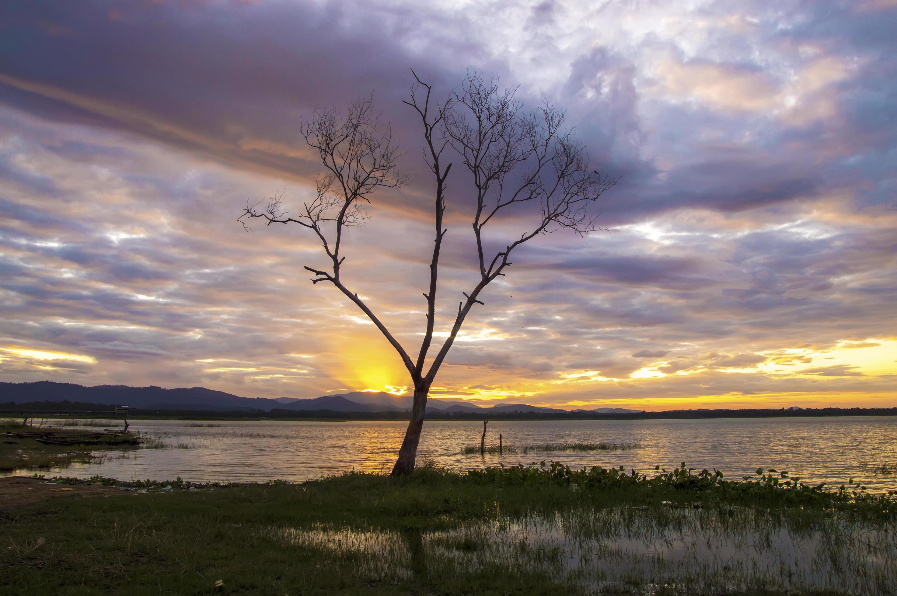 View of tree branch with sunrise in the morning Stock Free