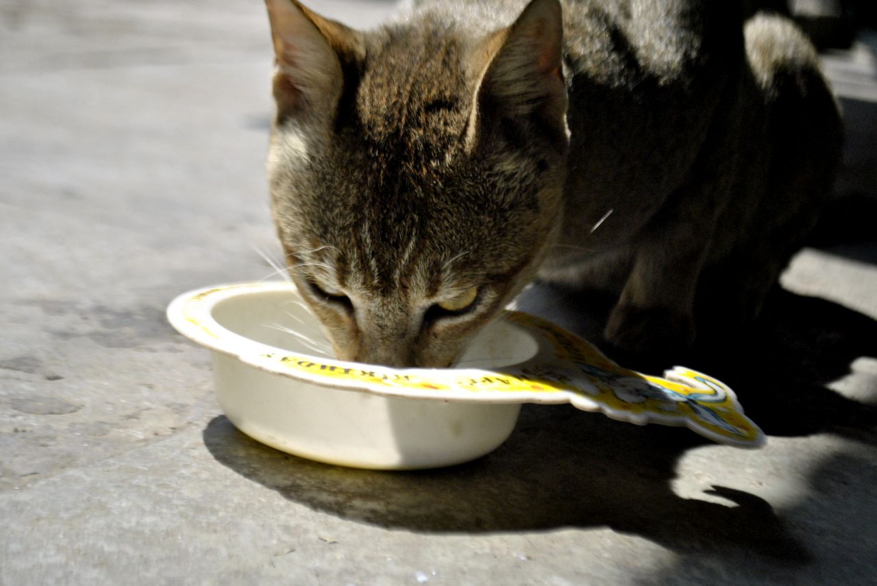 Cat Drinking Milk Stock Free