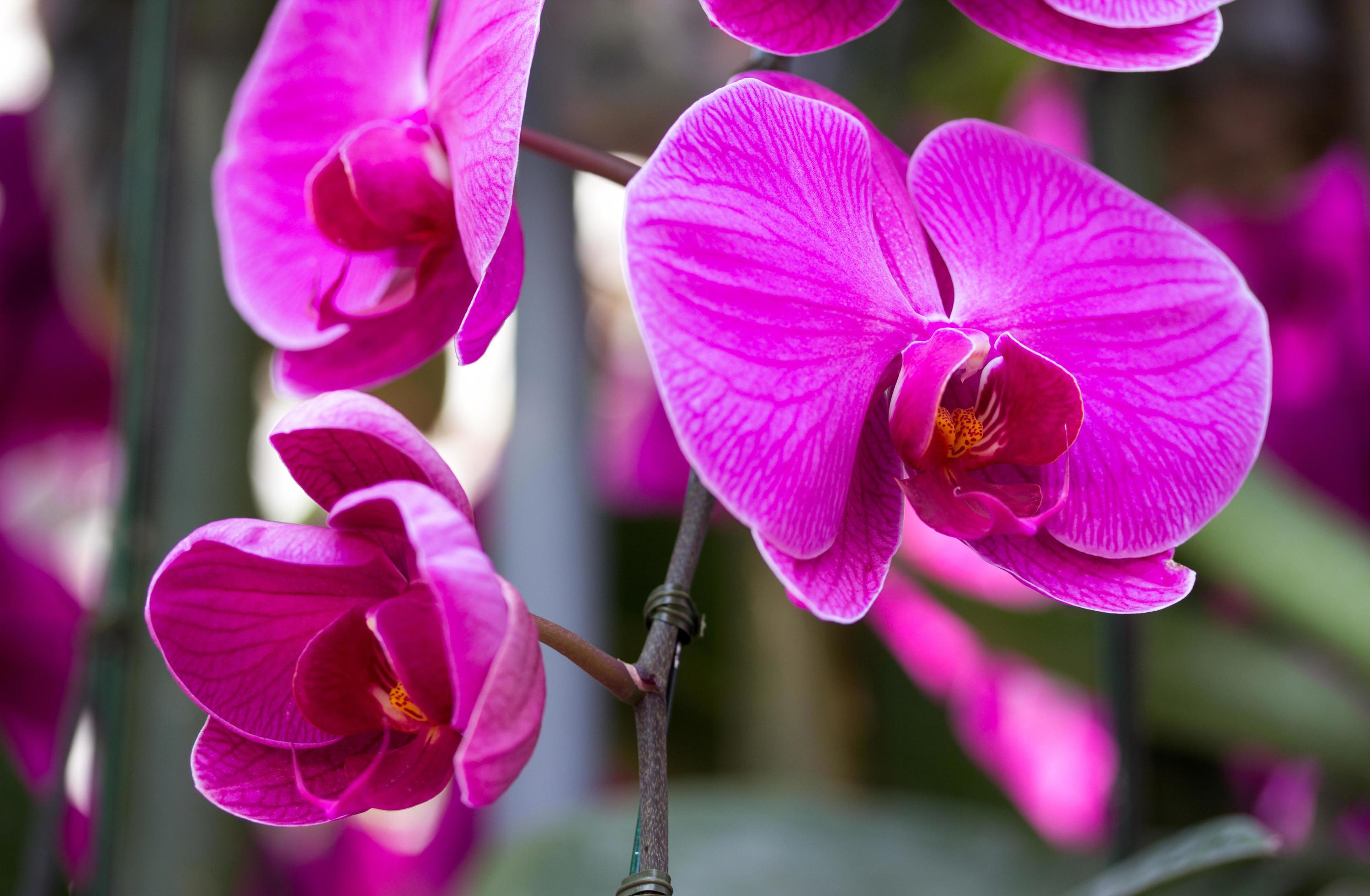 Purple phalaenopsis orchid flower Stock Free