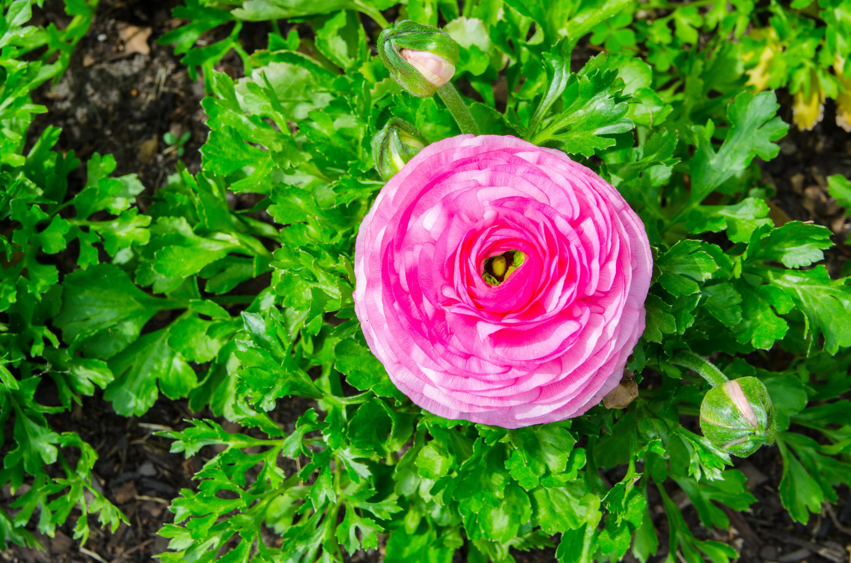 Lovely pink beautiful rose flower with green leaves in the garden. Stock Free