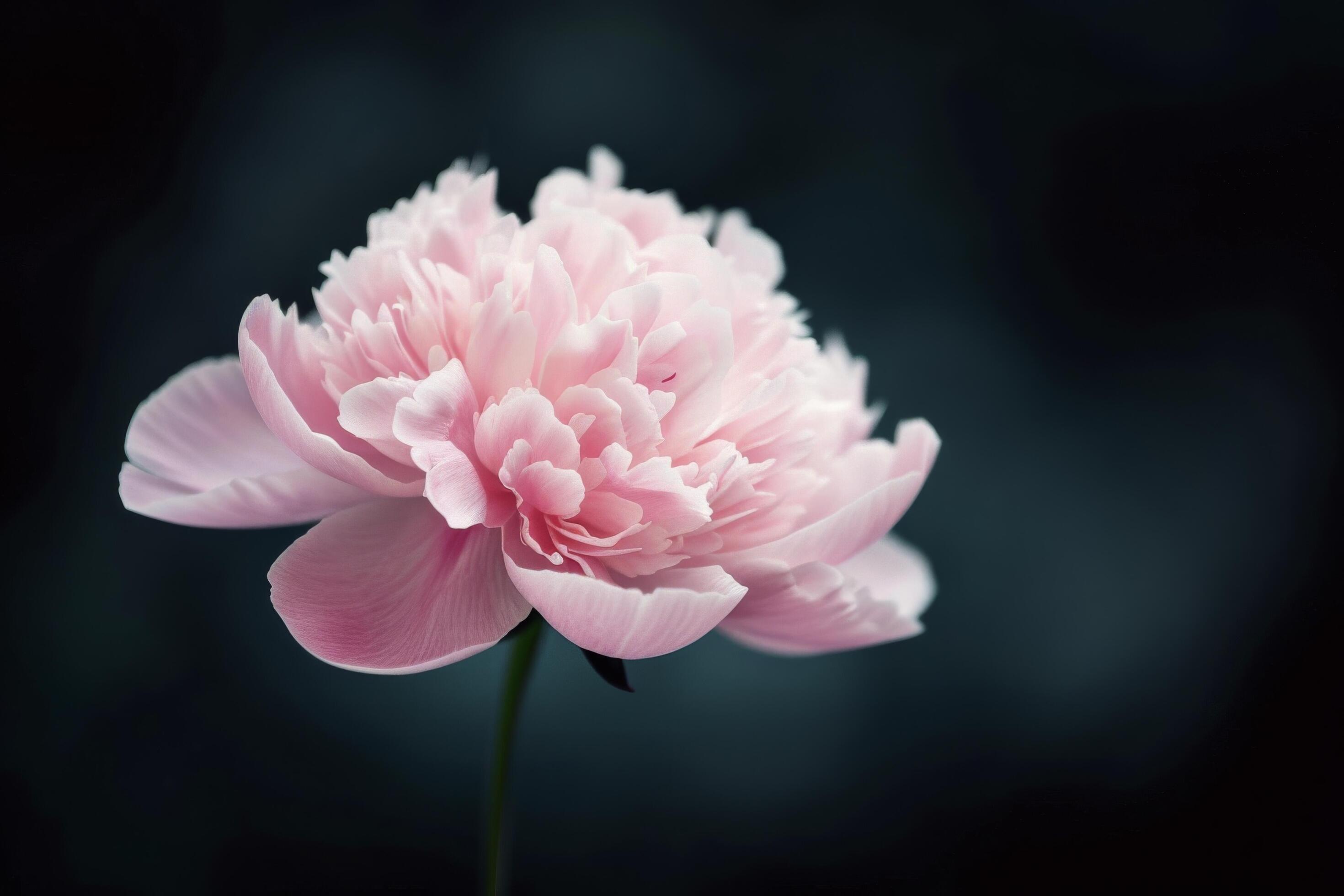 Pink Peony Flower Against a Dark Background Stock Free