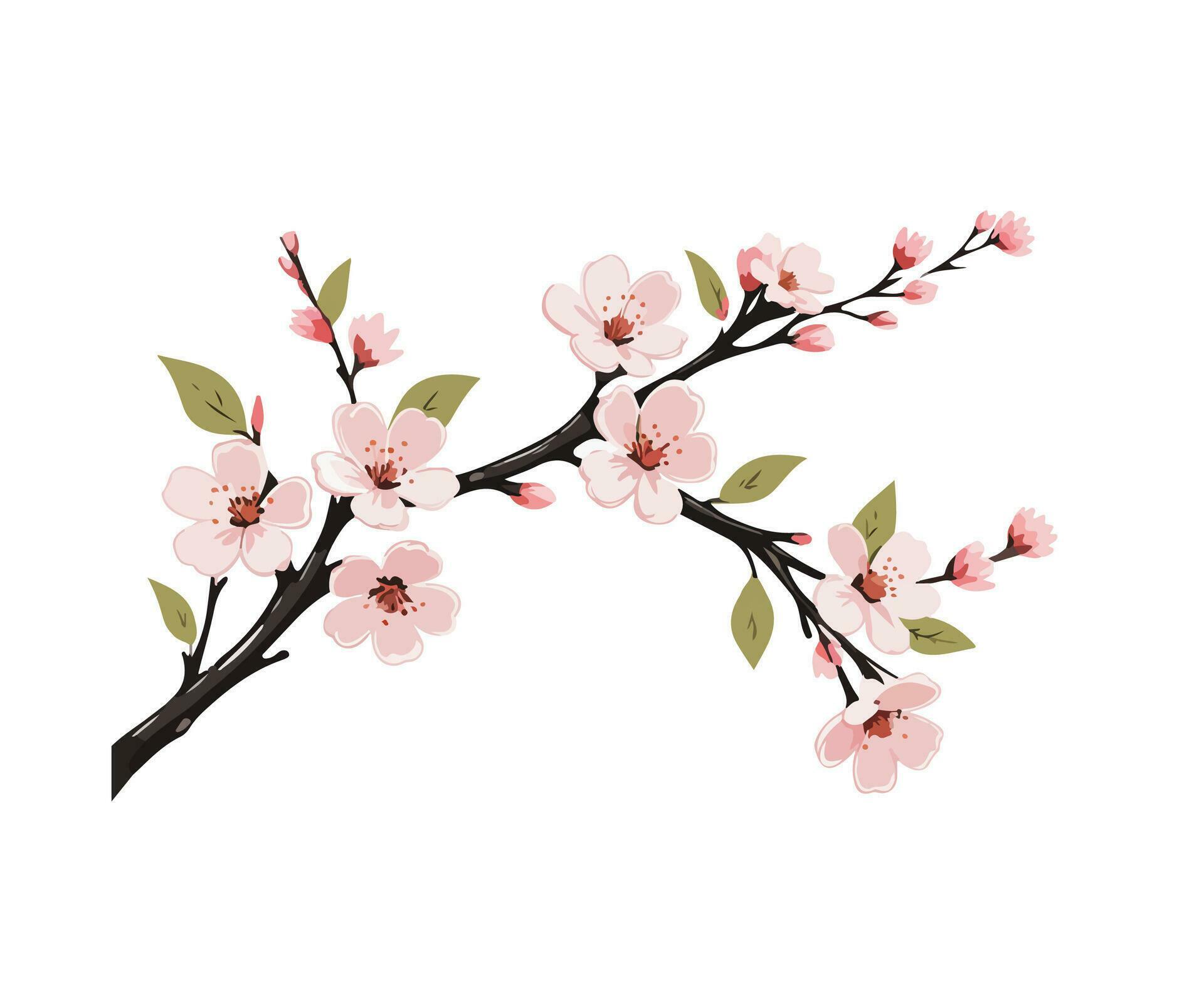 Cherry blossom branch, sakura flower branch Stock Free