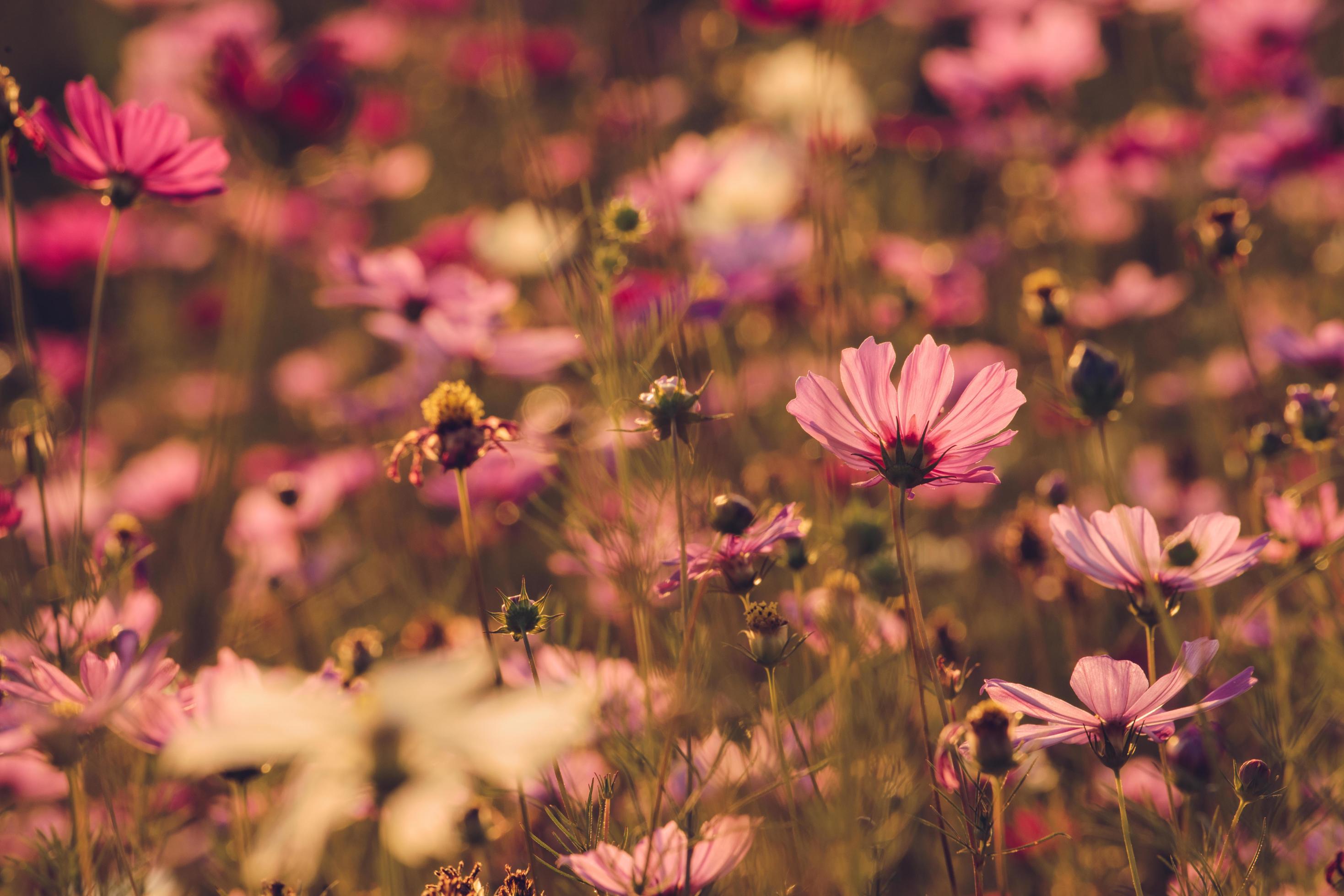 Group of Cosmos flower field in the garden. Stock Free