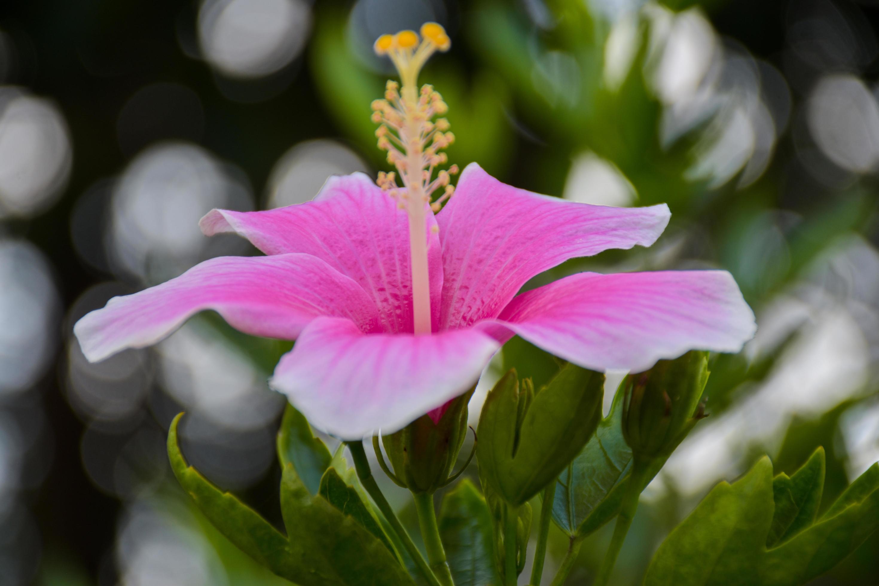 Pink hibiscus flowers blooming with beautiful petals in the Thai garden Stock Free