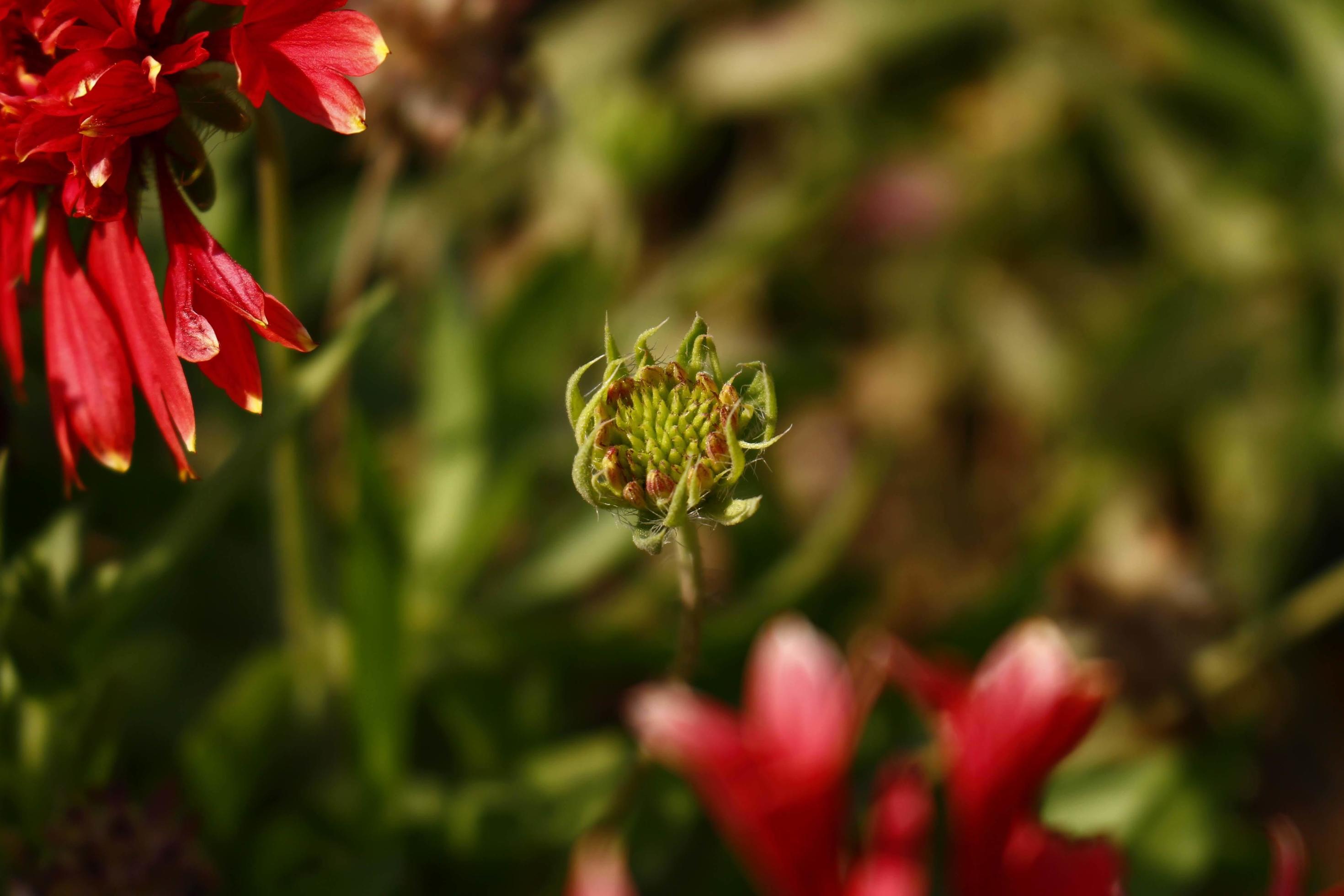 Bright Colorful Flowers In Outdoor Garden in Karachi Pakistan 2022 Stock Free