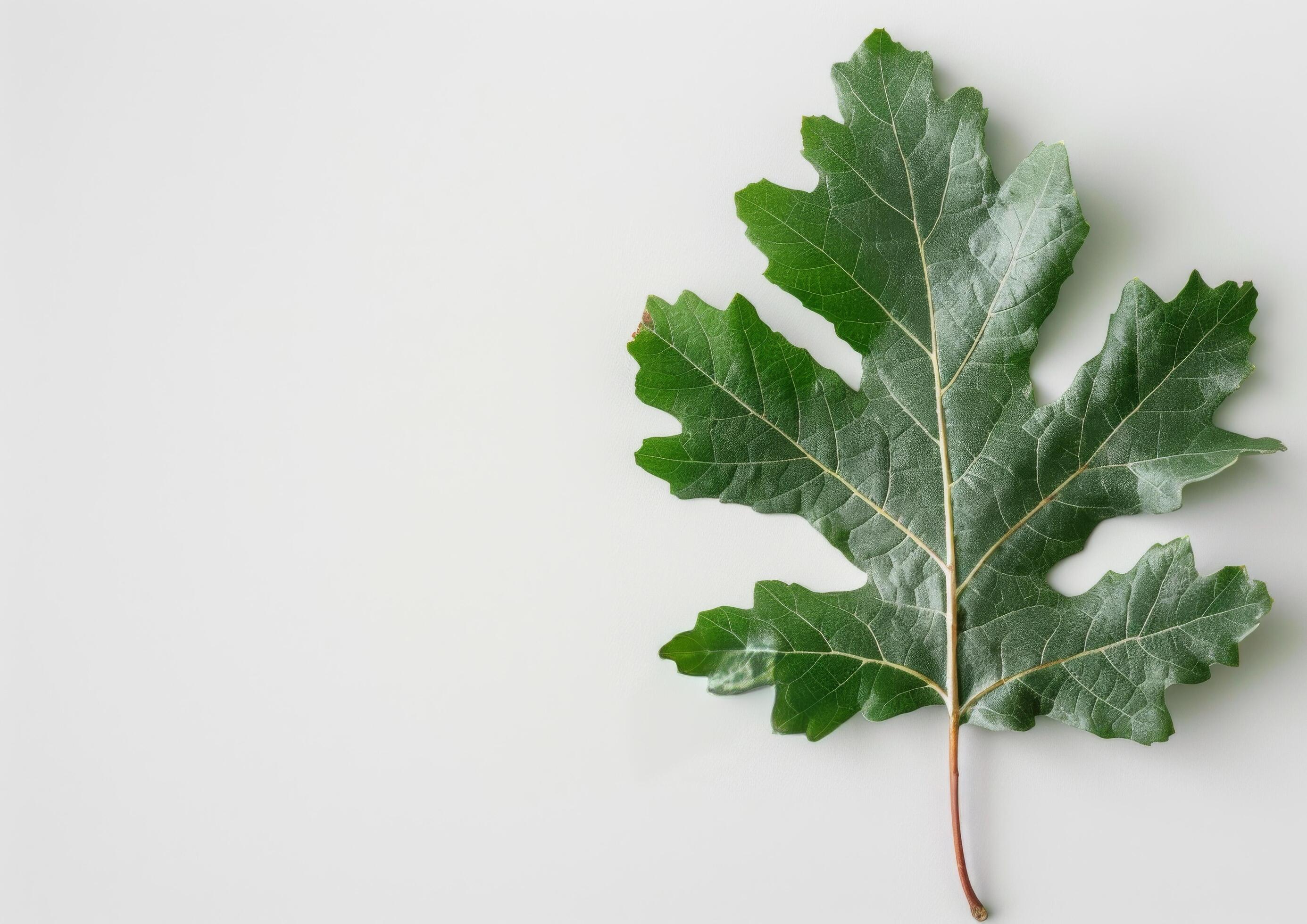 Green Leaf on White Background Stock Free