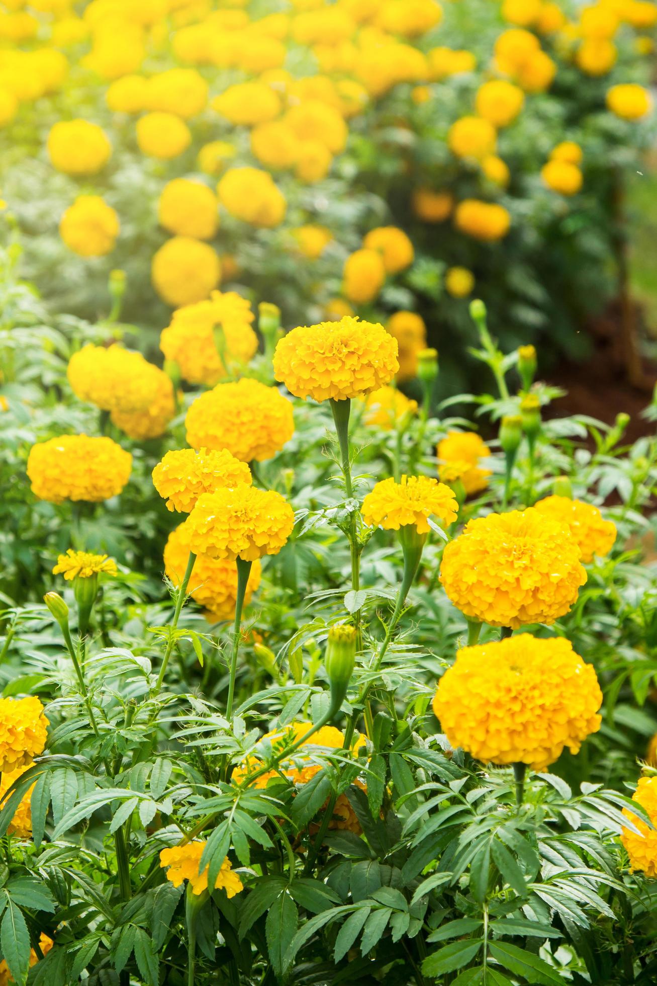 Close up Yellow Marigold Flower In Garden. Stock Free