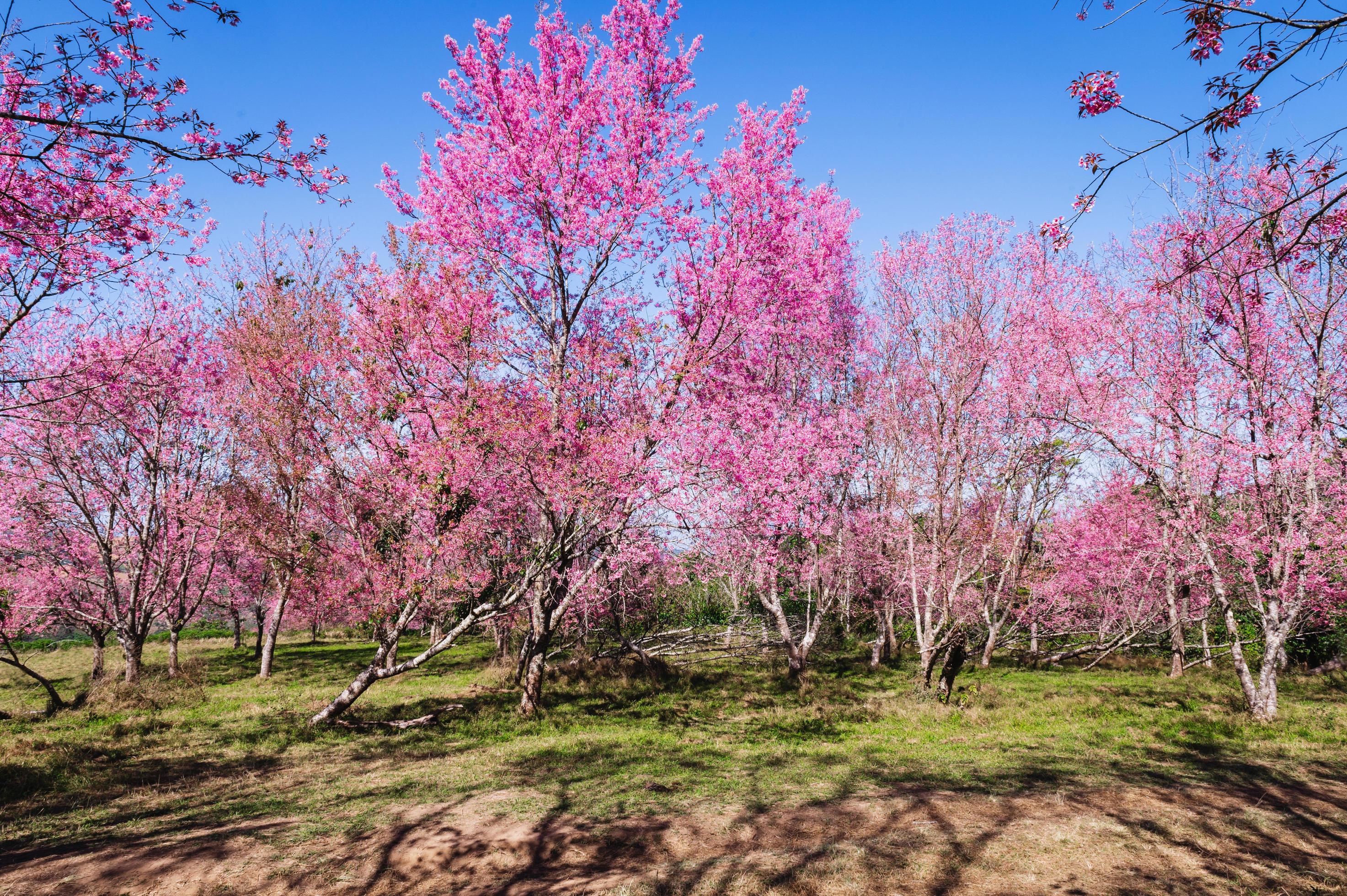 Branch wild Himalayan cherry flower blossom at phu lom lo mountain Thailand Stock Free