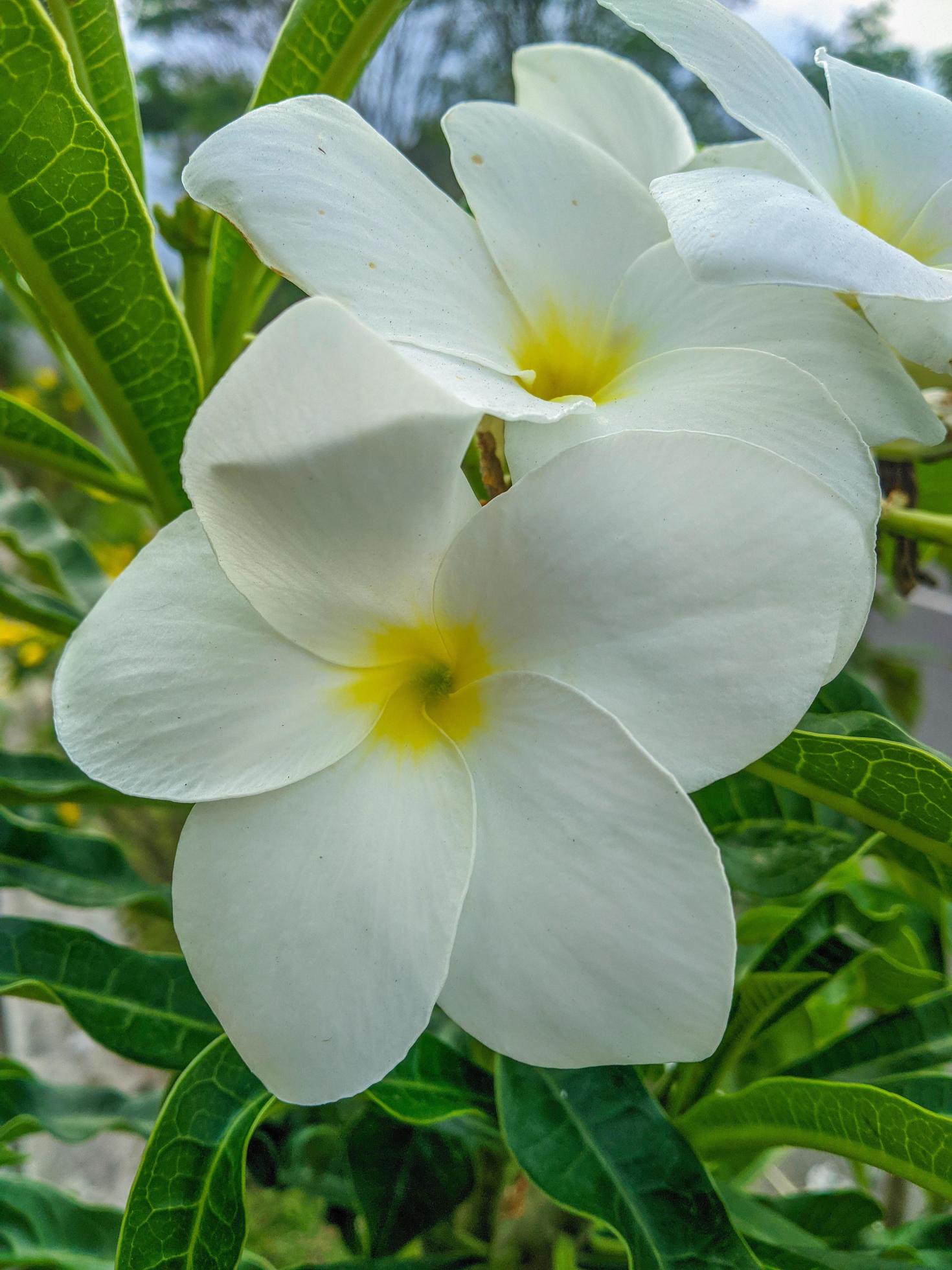 frangipani flowers are white with a beautiful yellow center and a beautiful species of plumeria pudica Stock Free