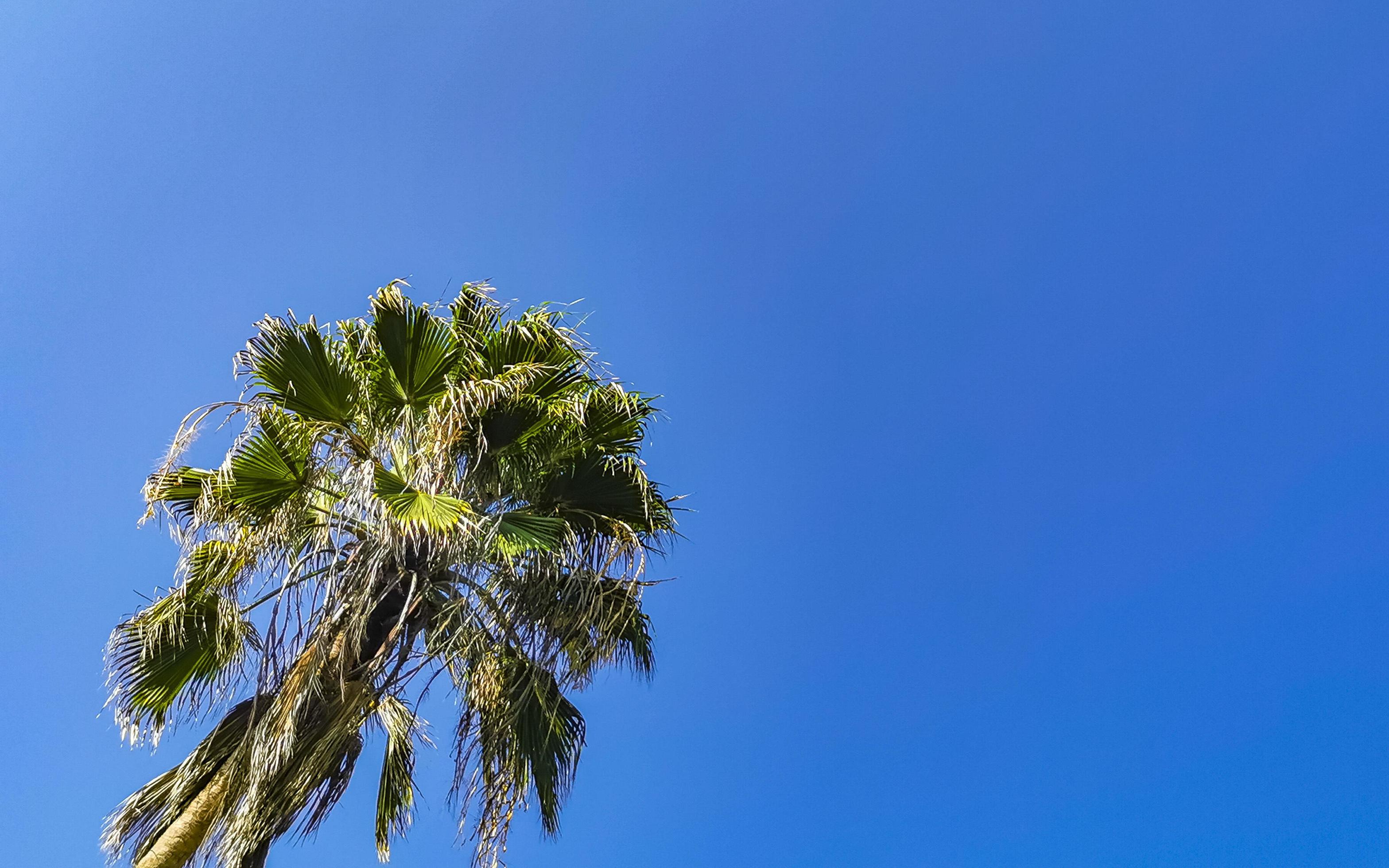 Tropical natural palm tree coconuts blue sky in Mexico. Stock Free