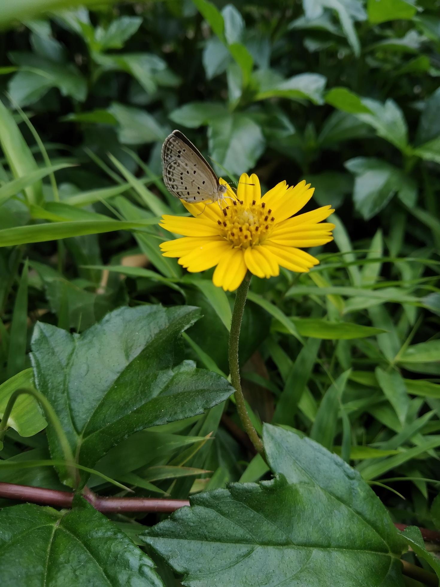 Butterfly is on the yellow flowers in the green grass Stock Free