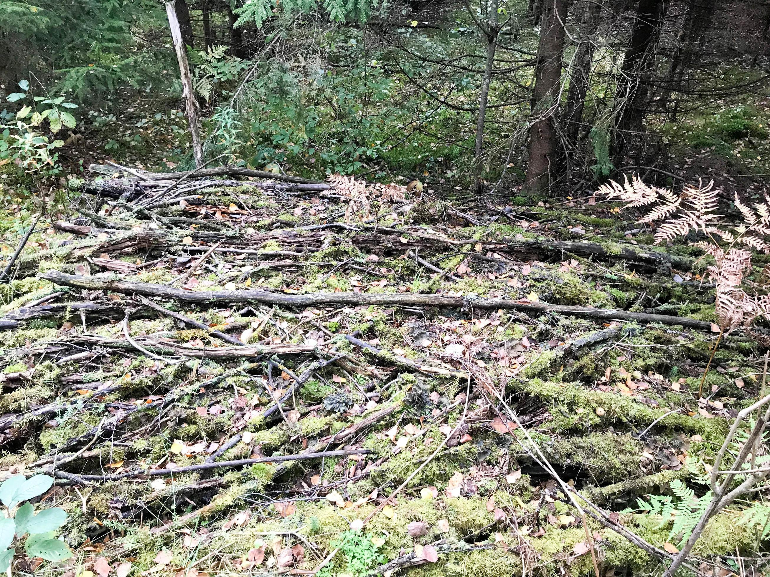 Texture of sticks and branches, logs of roots covered with natural green moss and grass with leaves in the forest Stock Free