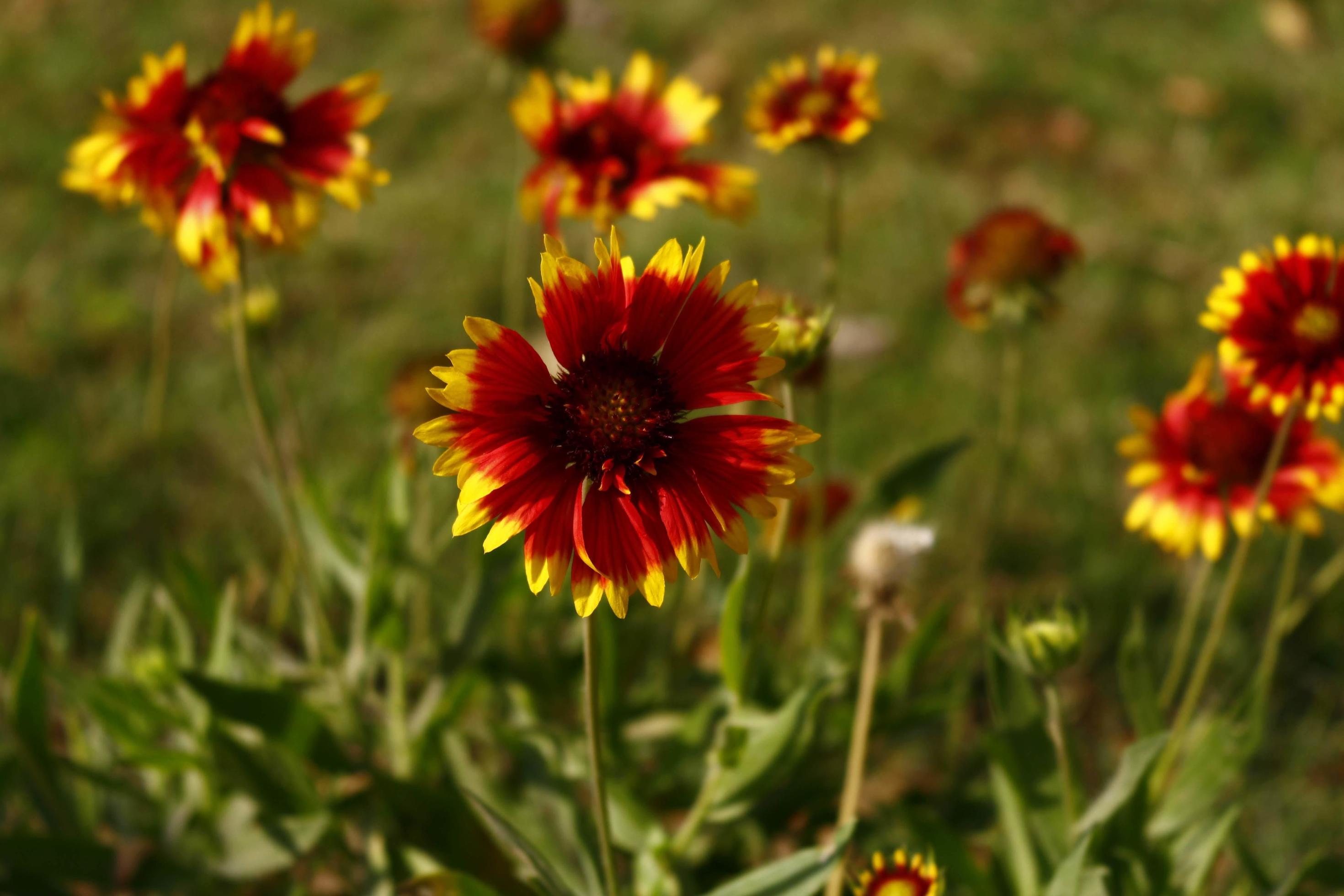 Bright Colorful Flowers In Outdoor Garden in Karachi Pakistan 2022 Stock Free