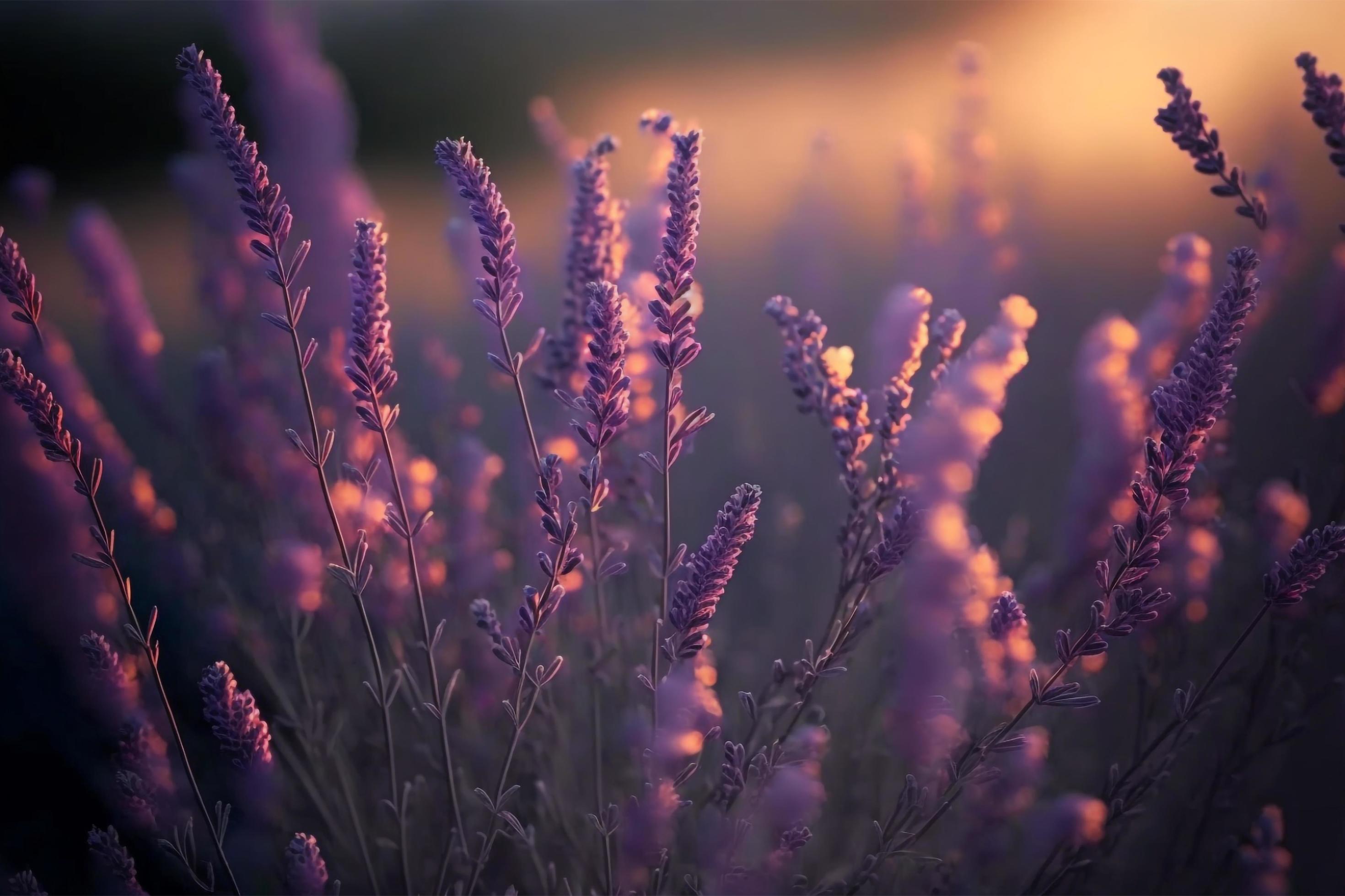 Blooming flagant lavender flowers on a field, closeup violet background Stock Free