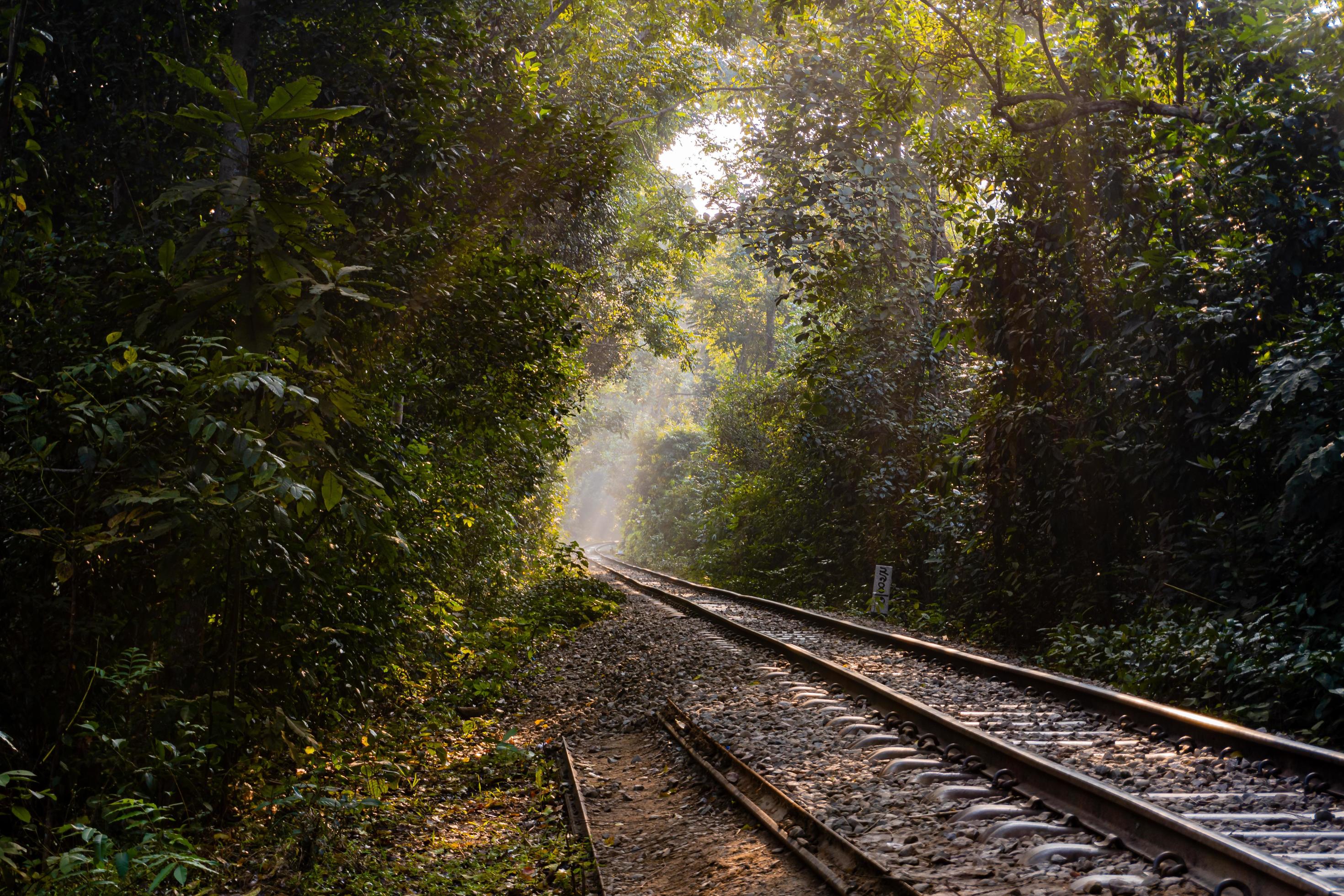 Railroad in the forest Stock Free