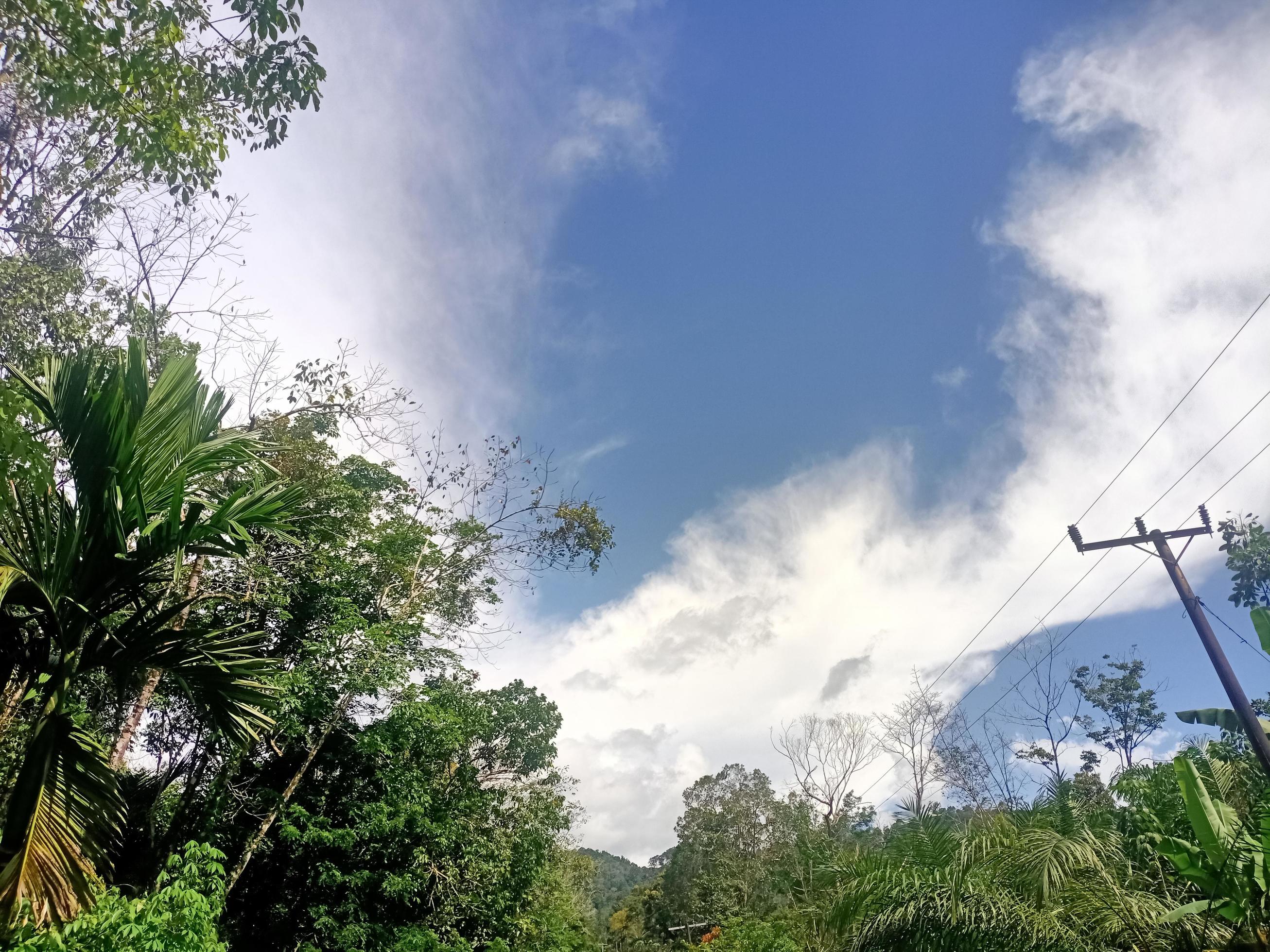 beautiful view clear blue sky and lots of natural green trees Stock Free