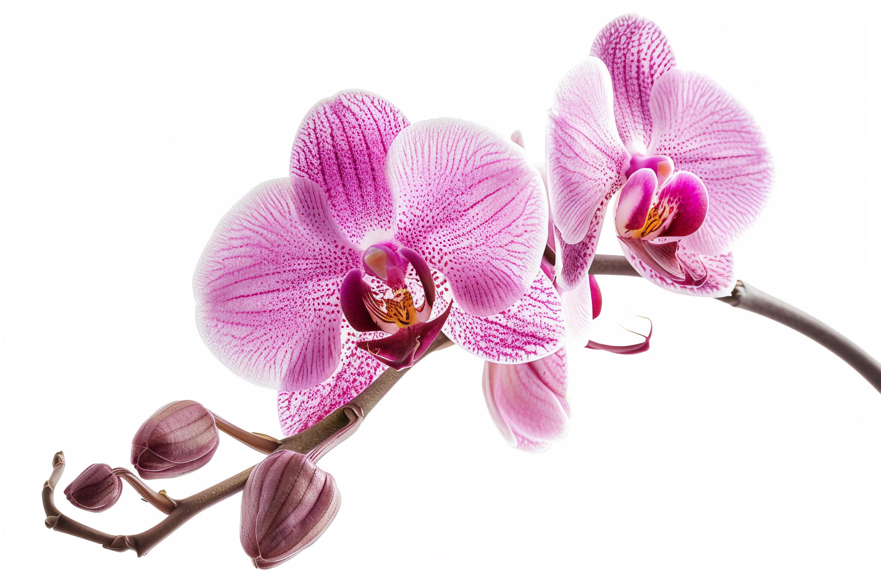 Pink Orchid Flowers on White Background. Stock Free