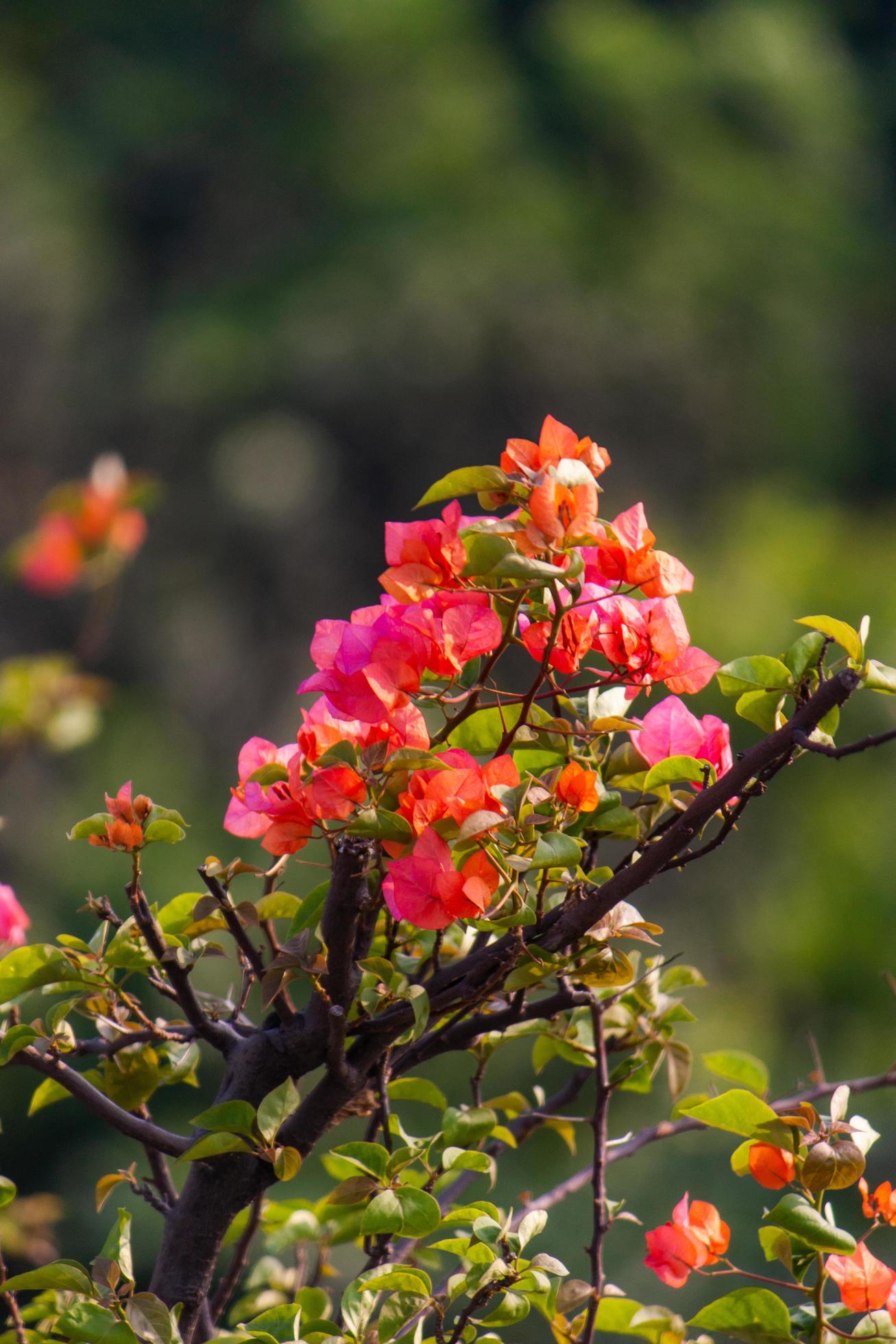 bouganvillea flower in the garden Stock Free