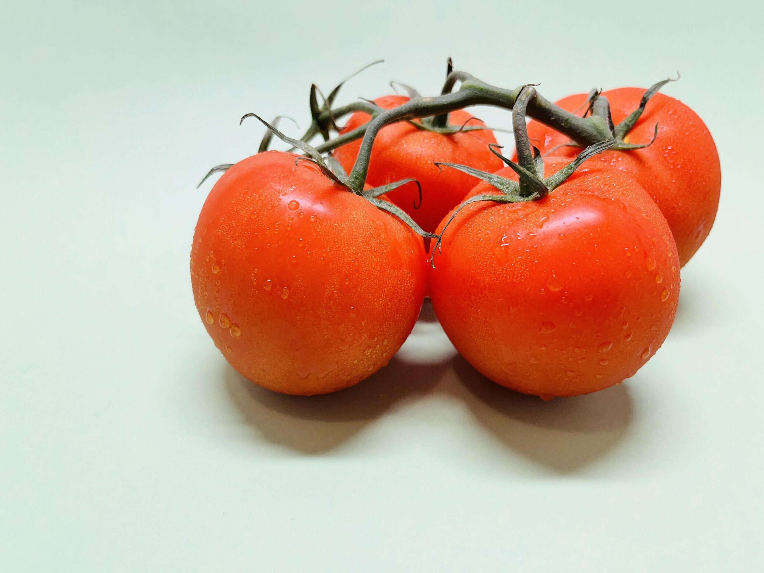 Bunch of fresh, red tomatoes with green stems isolated on blue background. Clipping path. Stock Free