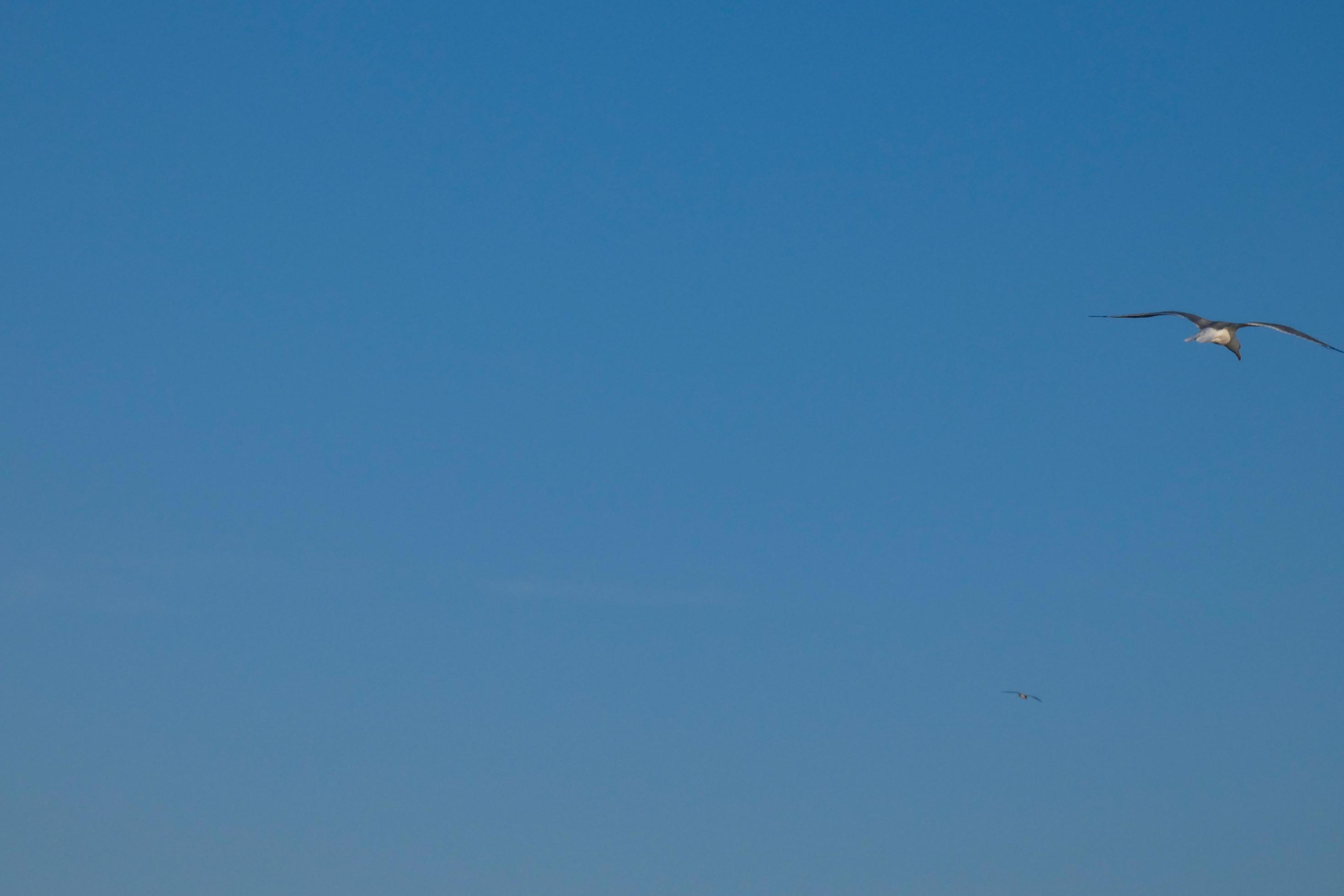 Wild seagulls in nature along the cliffs of the Catalan Costa Brava, Mediterranean, Spain. Stock Free